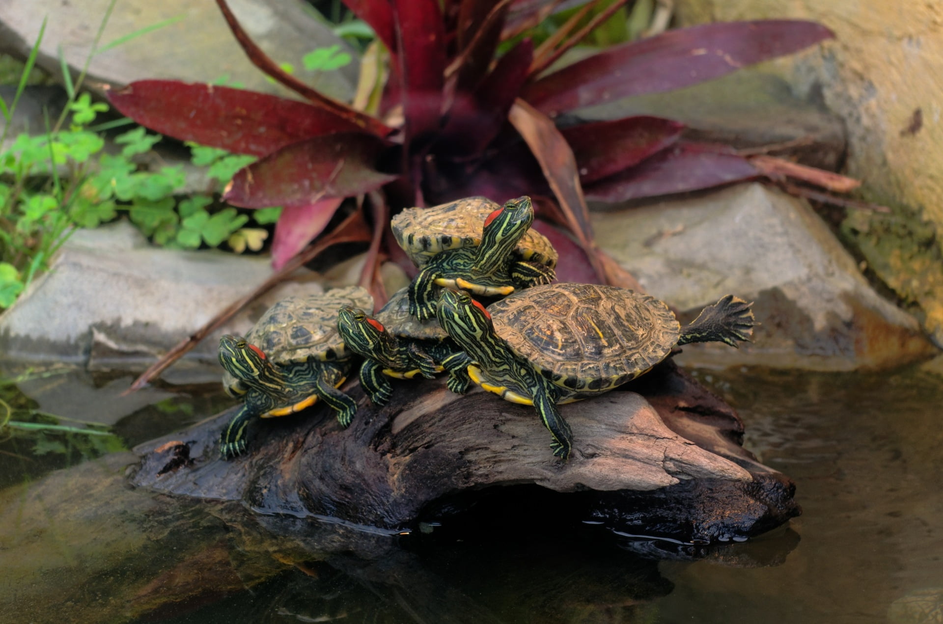 animal wildlife, animals In The Wild, hatchling, animal, piece of wood, close-up, red, outdoors, no people, plant part, yellow, eared, water, high angle view, HD Wallpaper