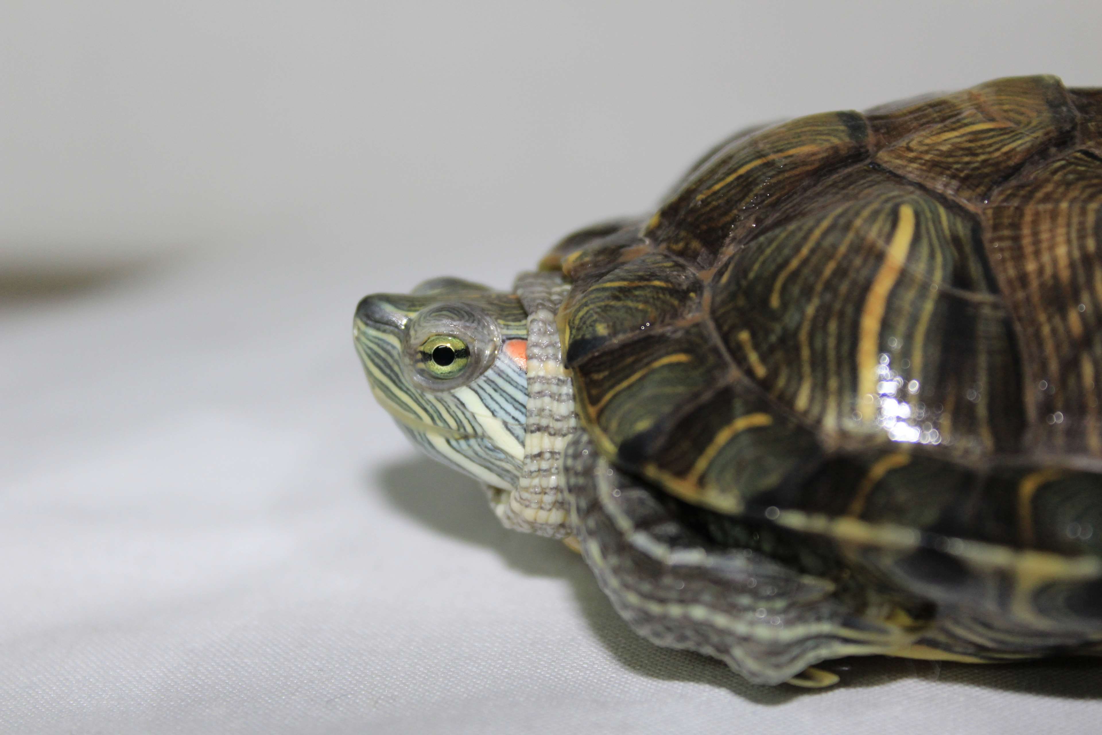 tortoise shell, animals in the wild, green, animal scale, natural, marine, smile, focus on foreground, child, close-up, slow, animal themes, animal body part, HD Wallpaper