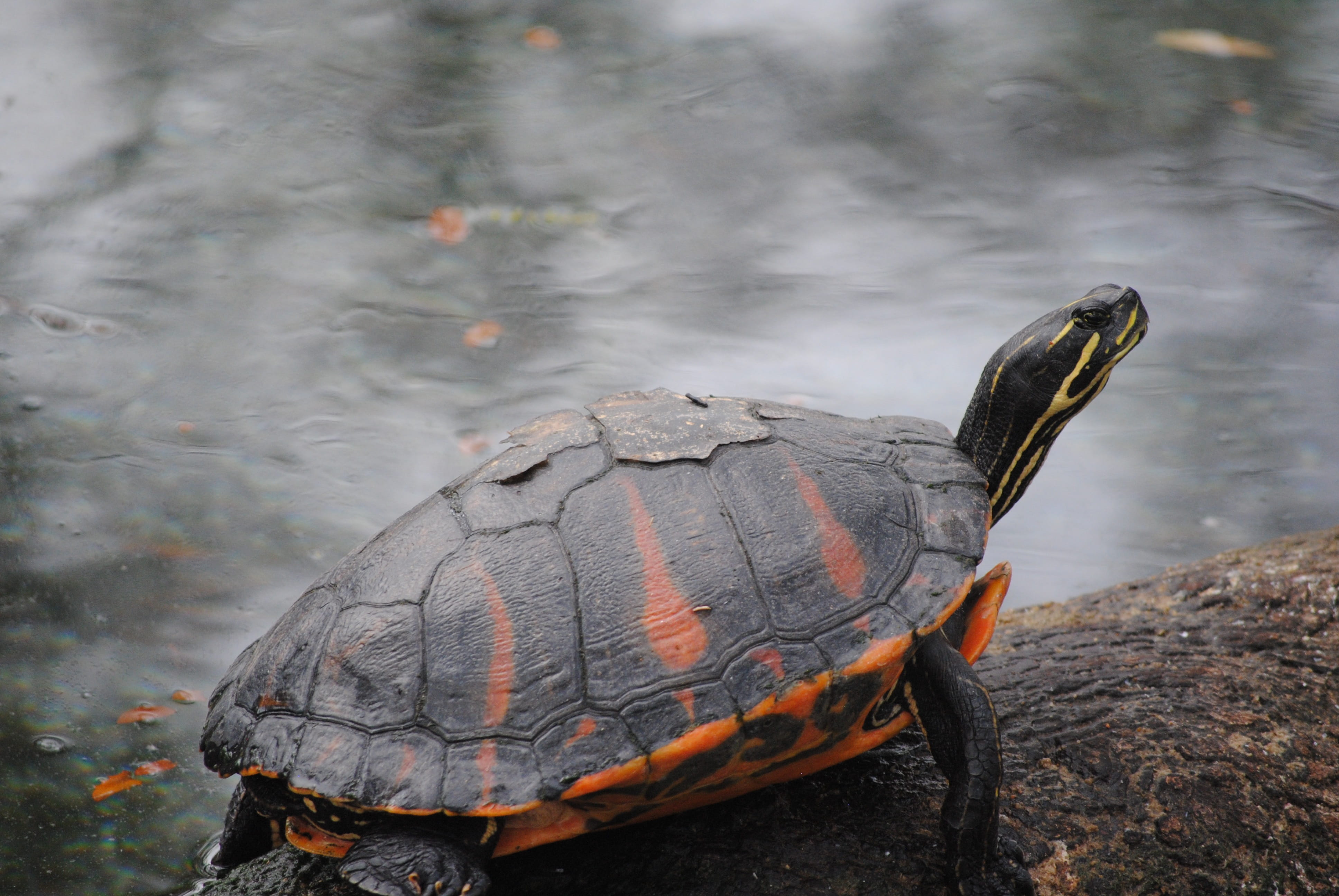 one animal, colorful, burning, reptile, shell, natural, wild, green, nature, tortoise, Animal, focus on foreground, ocean, travel, marine, water, heat - temperature, HD Wallpaper