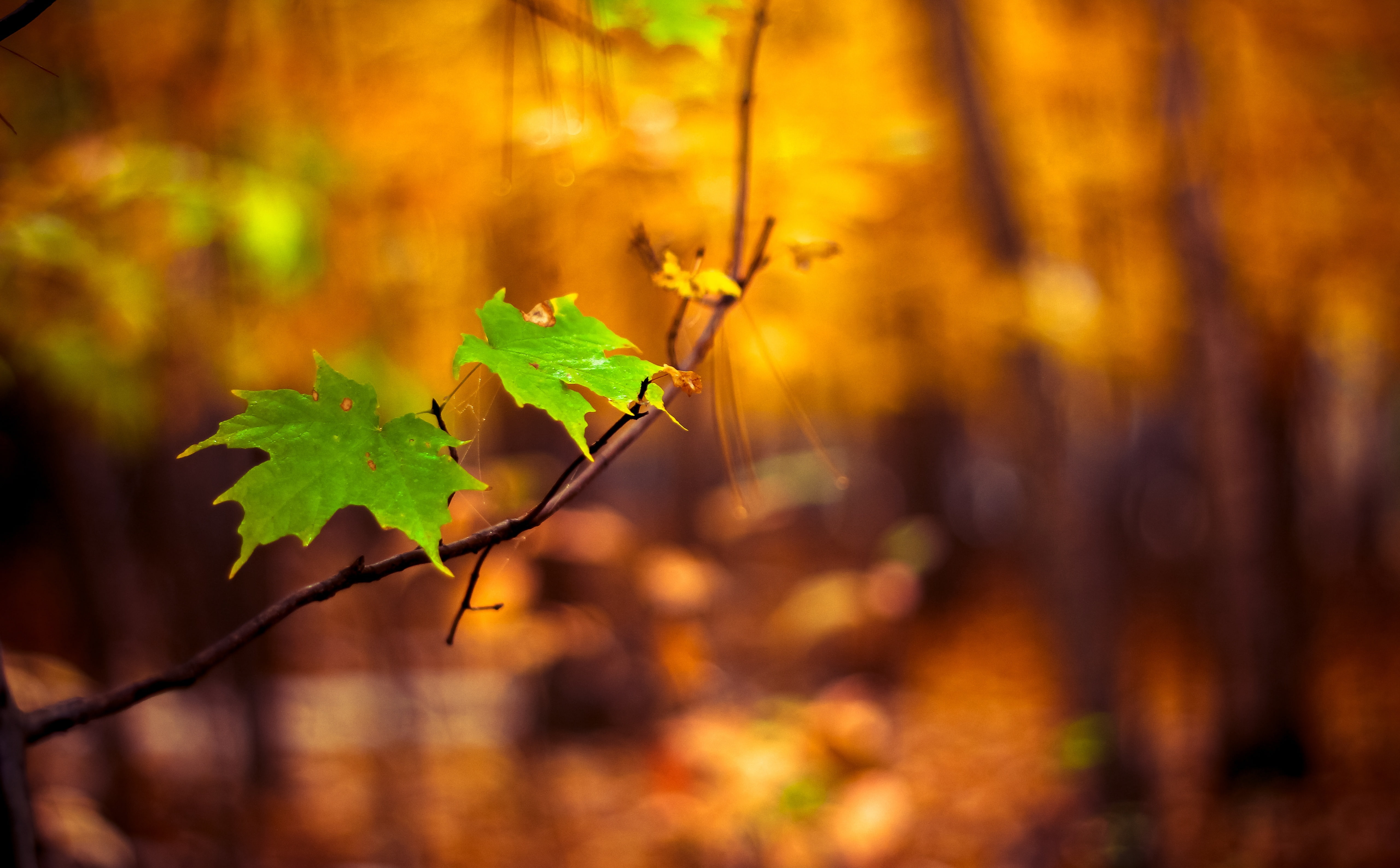 Branch, Forest, Colours, Leaves, land, Green, Tree, focus on foreground, day, 5K, plant, Contrast, close-up, Yellow, maple leaf, plant part, bokeh, maple tree, HD Wallpaper