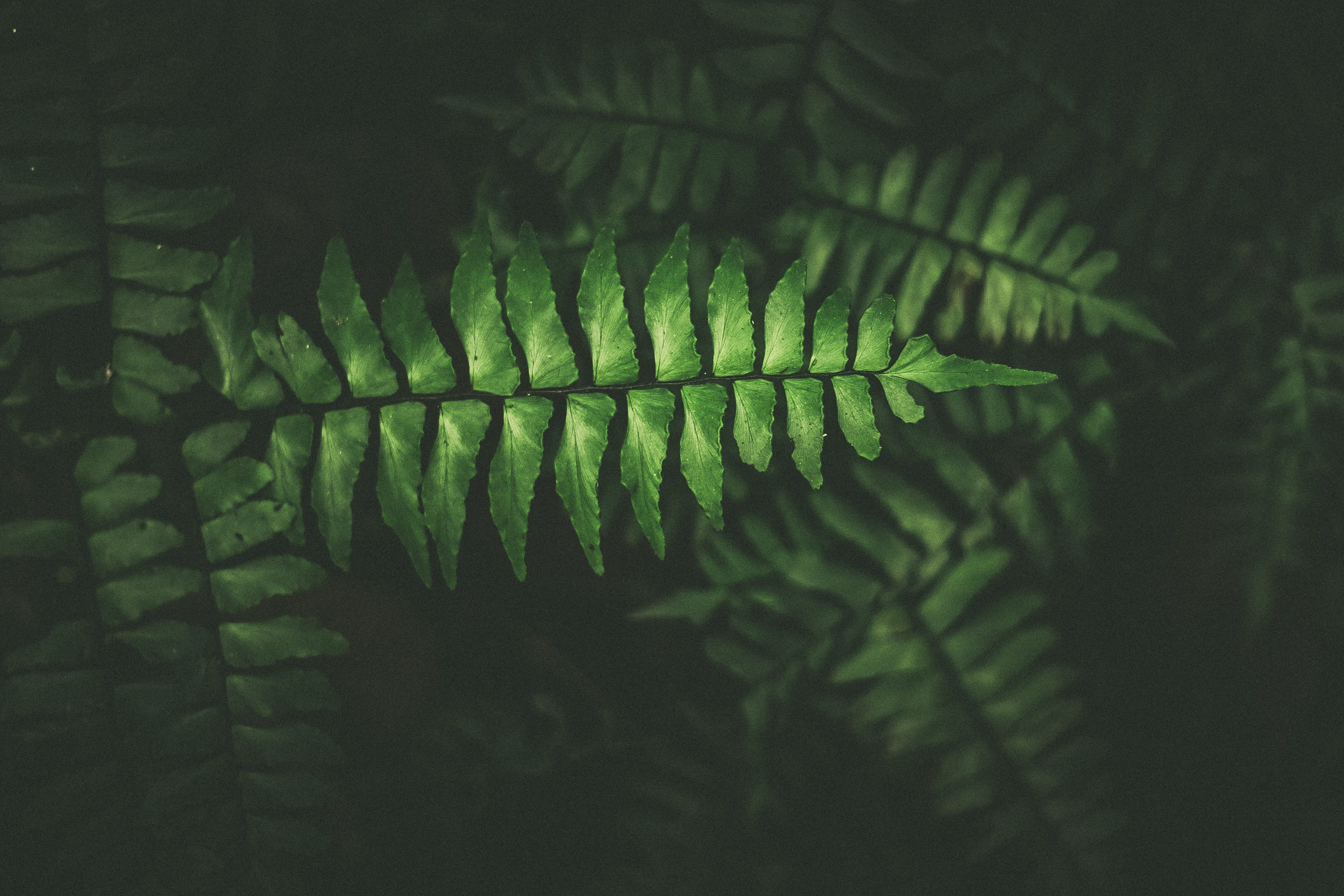 abstract, freshness, tranquility, leaf, leaves, forest, day, plant, 2K, focus on foreground, darkness, earth, contrast, colour, branch, green color, fern, HD Wallpaper