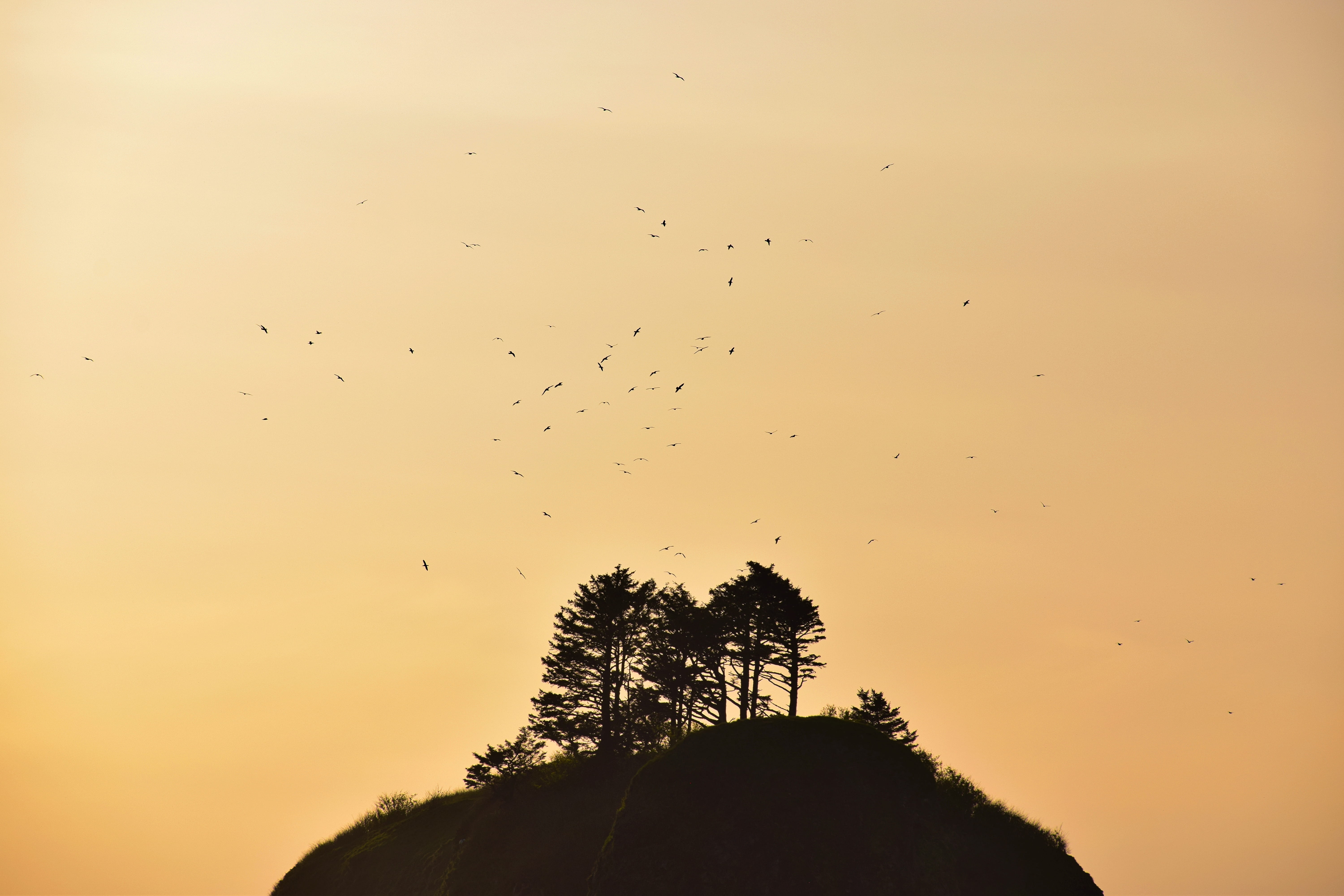 trees, sun, bird, sunset, circling, landscape, colour, onp, horizon, no people, 5K, palm tree, growth, tranquil scene, photography, hill, tropical climate, HD Wallpaper