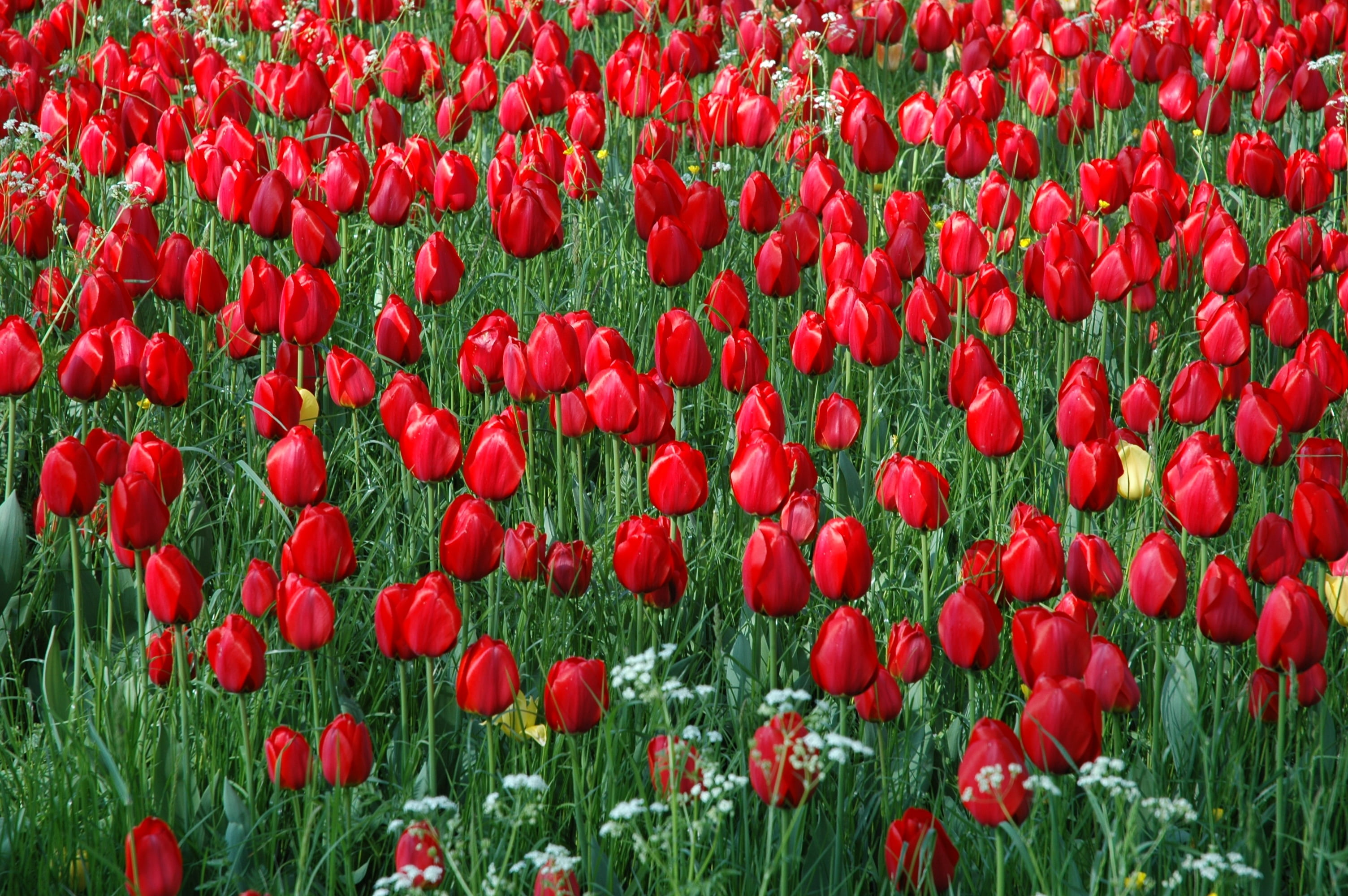 poppy, flowerbed, nature, flower head, tulip, fragility, plant, tulpenbluete, vulnerability, abundance, land, freshness, tulip field, flower, outdoors, HD Wallpaper