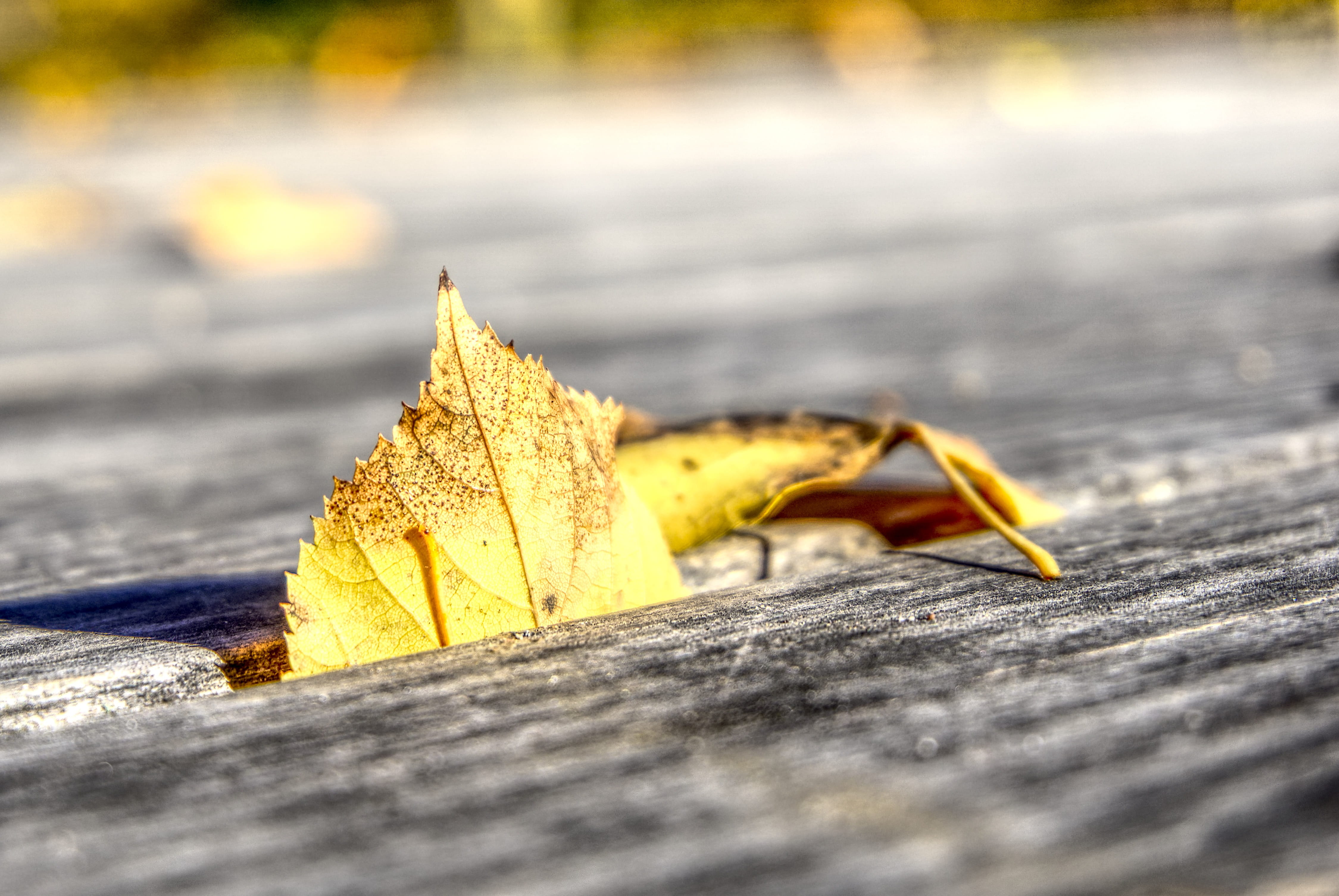 no people, emerge, outdoors, mood, maple leaf, gap, autumn, high dynamic range, autumn mood, street, natural condition, road, dry, nature, close up, yellow, HD Wallpaper
