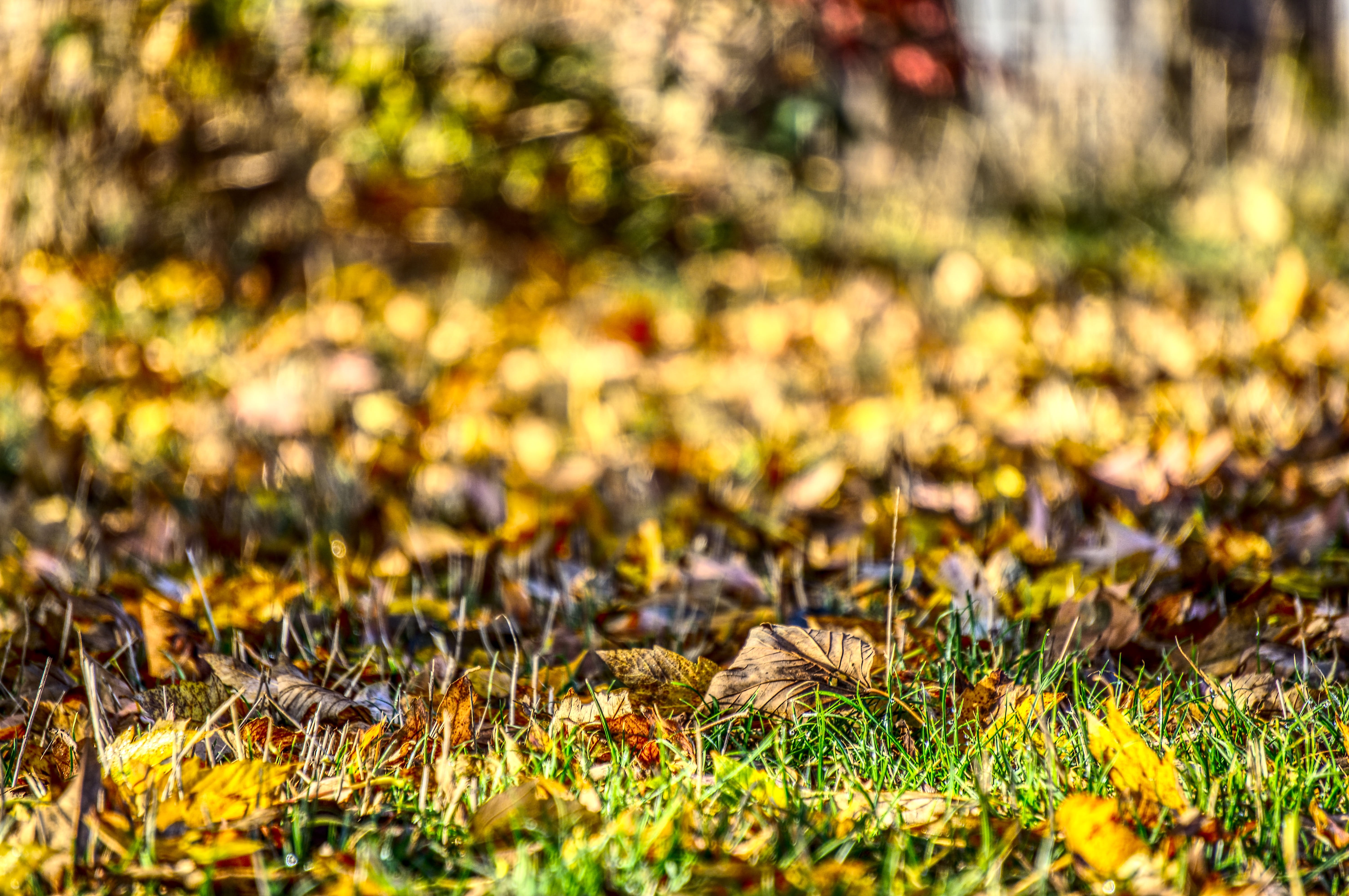 5K, beauty in nature, flowering plant, selective focus, land, plant, close up, grass, emerge, yellow, sunlight, close-up, field, fall color, bright, outdoors, HD Wallpaper