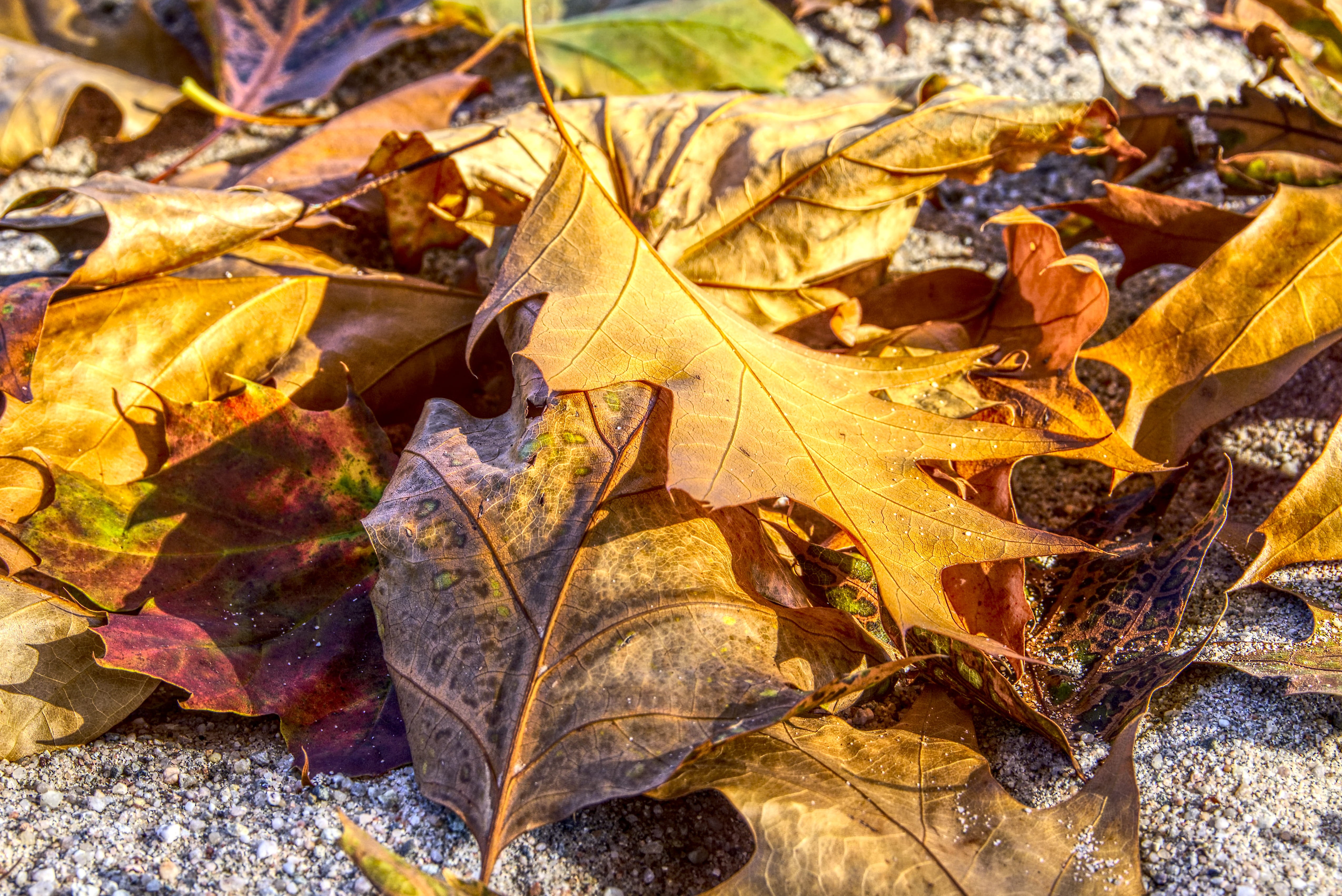 outdoors, colorful, fallen down, autumn colours, maple leaf, backgrounds, beauty in nature, land, still life, leaves, dried, vulnerability, fall, hdr, natural condition, HD Wallpaper