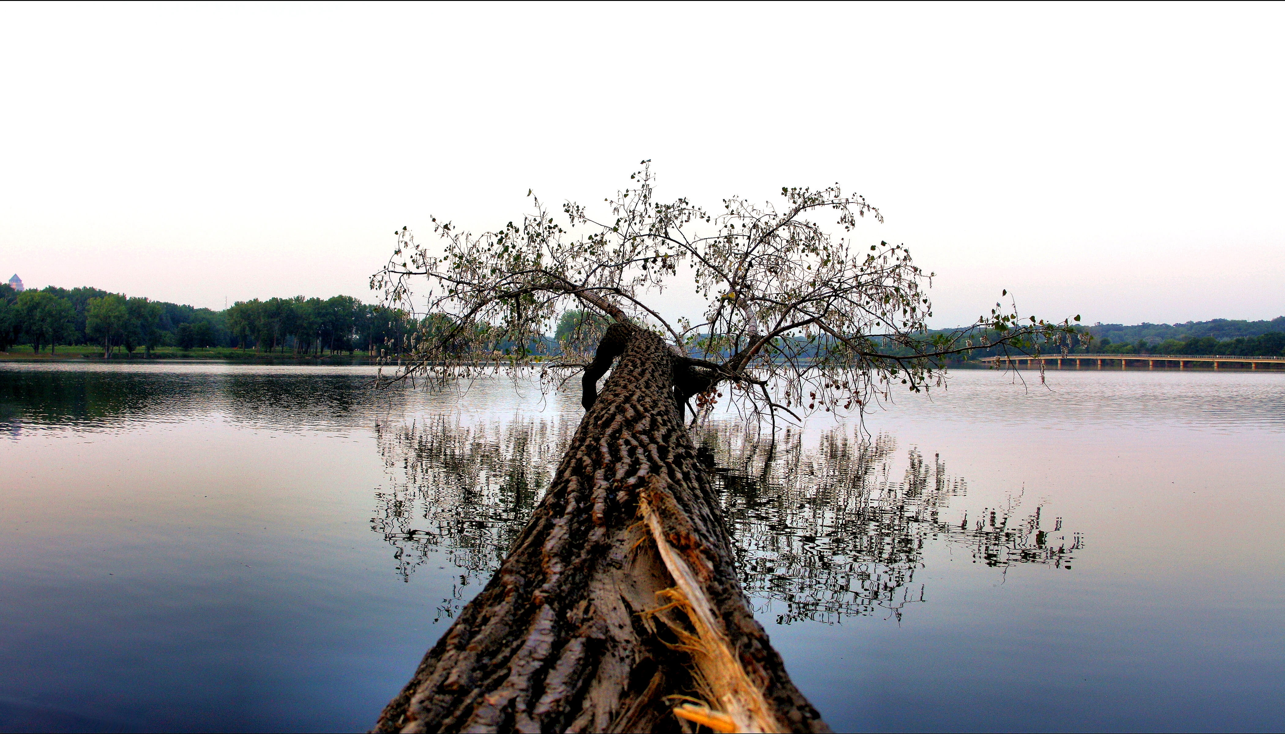 f/2.8, wide angle, des moines, body of water, boring, water, body, 4K, Fallen, lake, tree, Canon EF, brown, nature, water  tree, river, reflection, HD Wallpaper