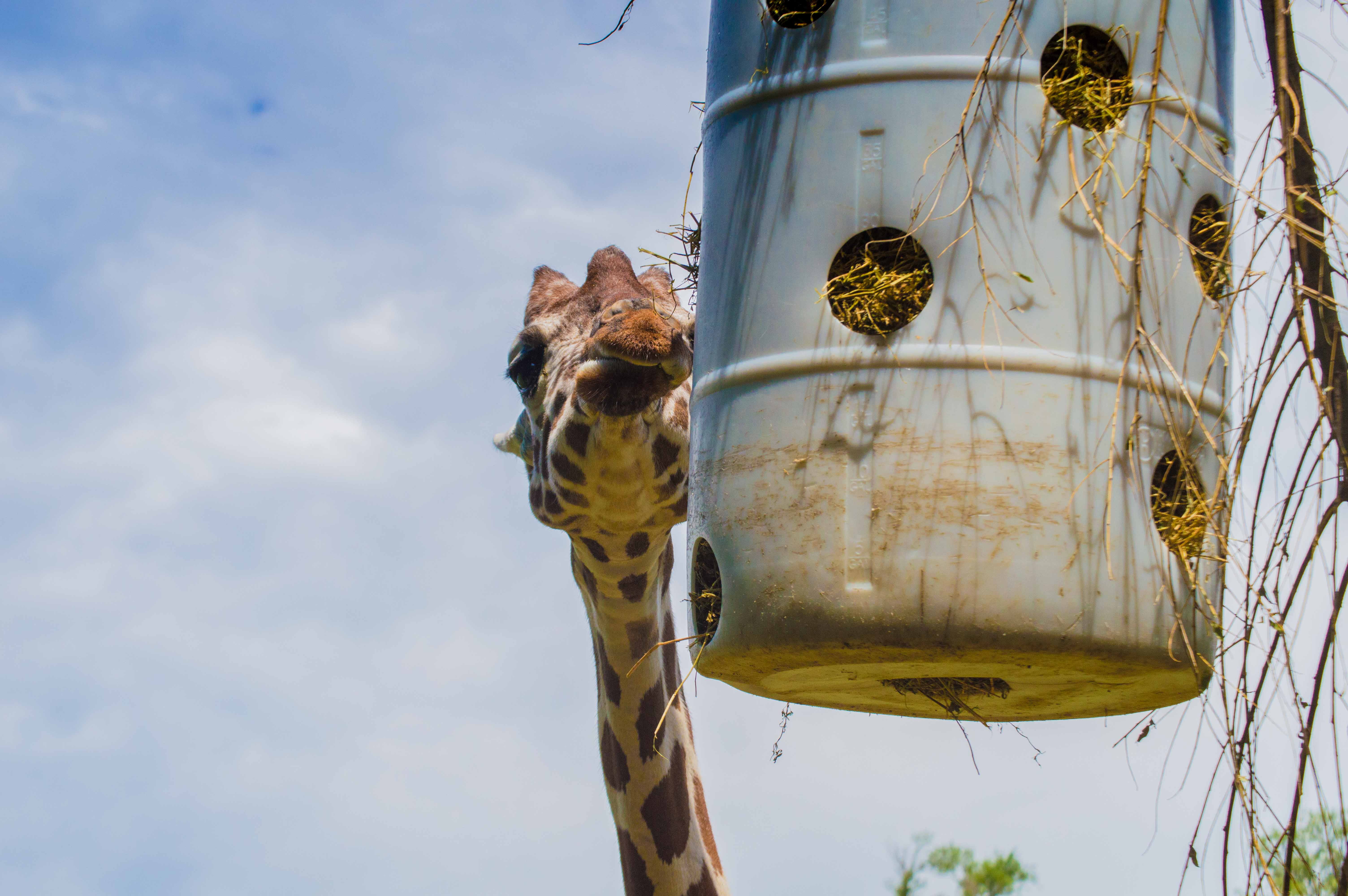 spirituality, representation, united states, sculpture, building, giraffe, no people, metal, art and craft, blank park zoo, belief, day, sky, nature, building exterior, HD Wallpaper