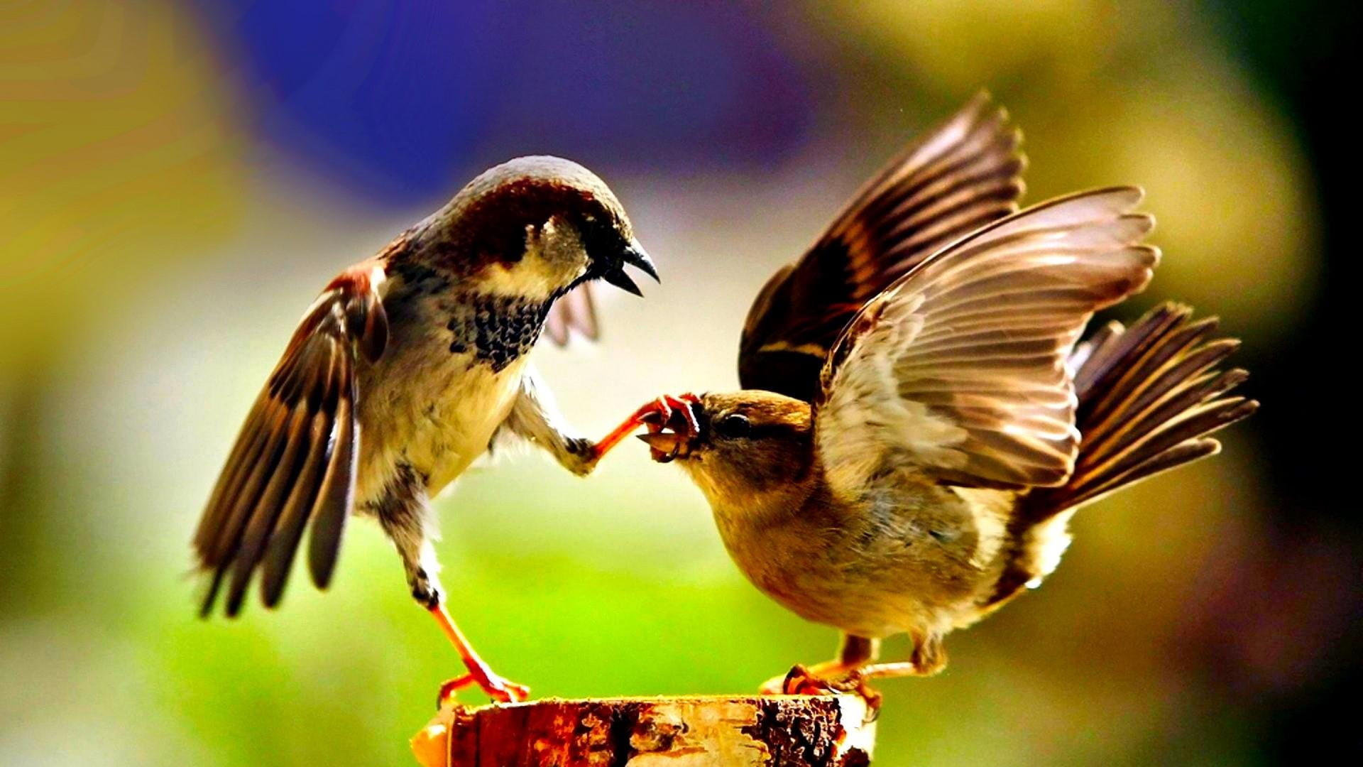 1080P, feeding, mouth open, animals in the wild, vertebrate, two animals, flying, close-up, food, flapping, animal themes, day, group of animals, animal wildlife, HD Wallpaper