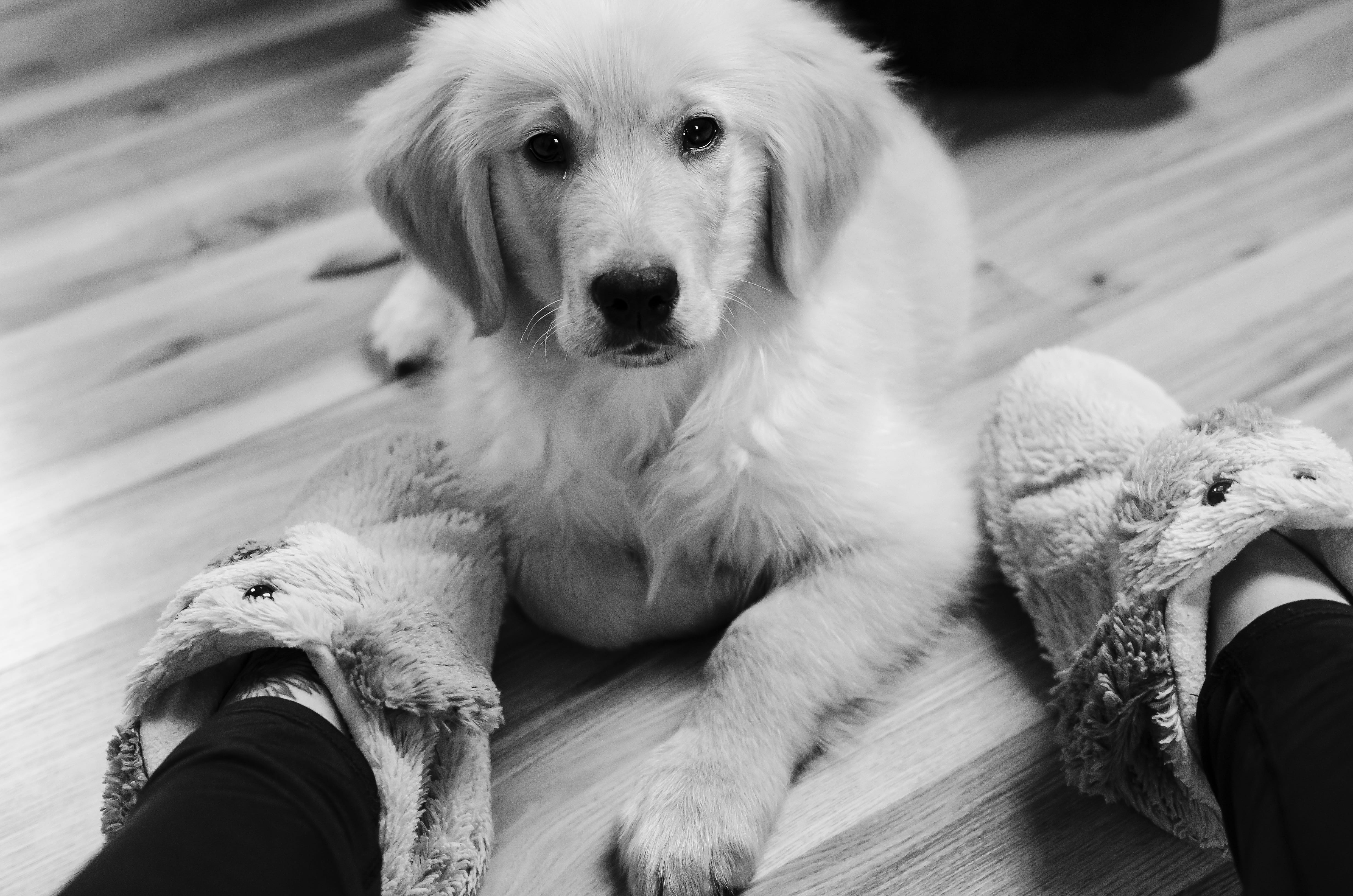 cute, close-up, relaxation, animal, beside, pets, fangs, golden retriever, ears, vertebrate, domestic animals, looking at camera, white, mammal, 4K, pet owner, HD Wallpaper