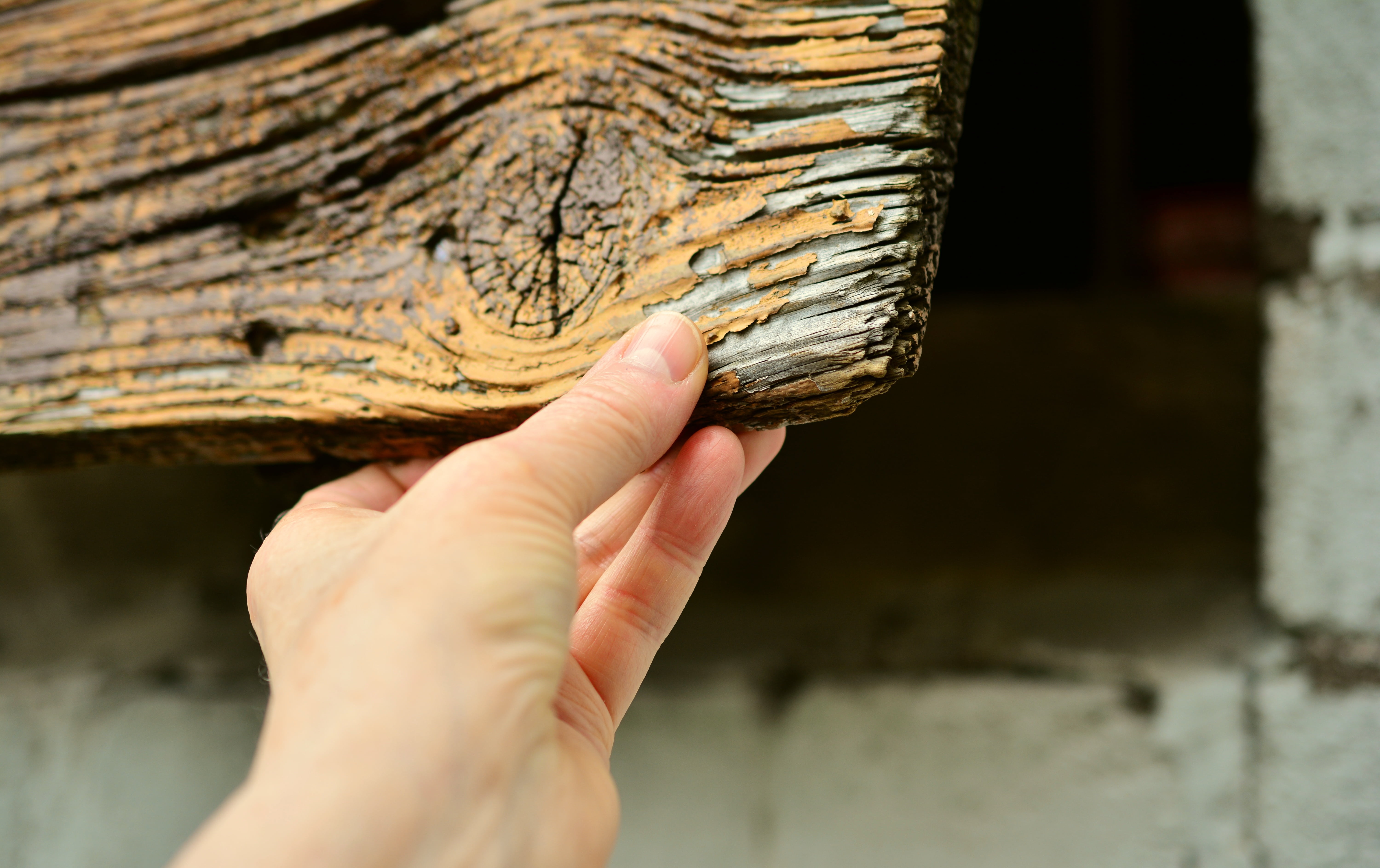 history, architecture, nature, close-up, adults only, mysterious, finger, hand, thumb, flap, hidden, secret, plant, tree, people, holding, wood plank, outdoors, HD Wallpaper