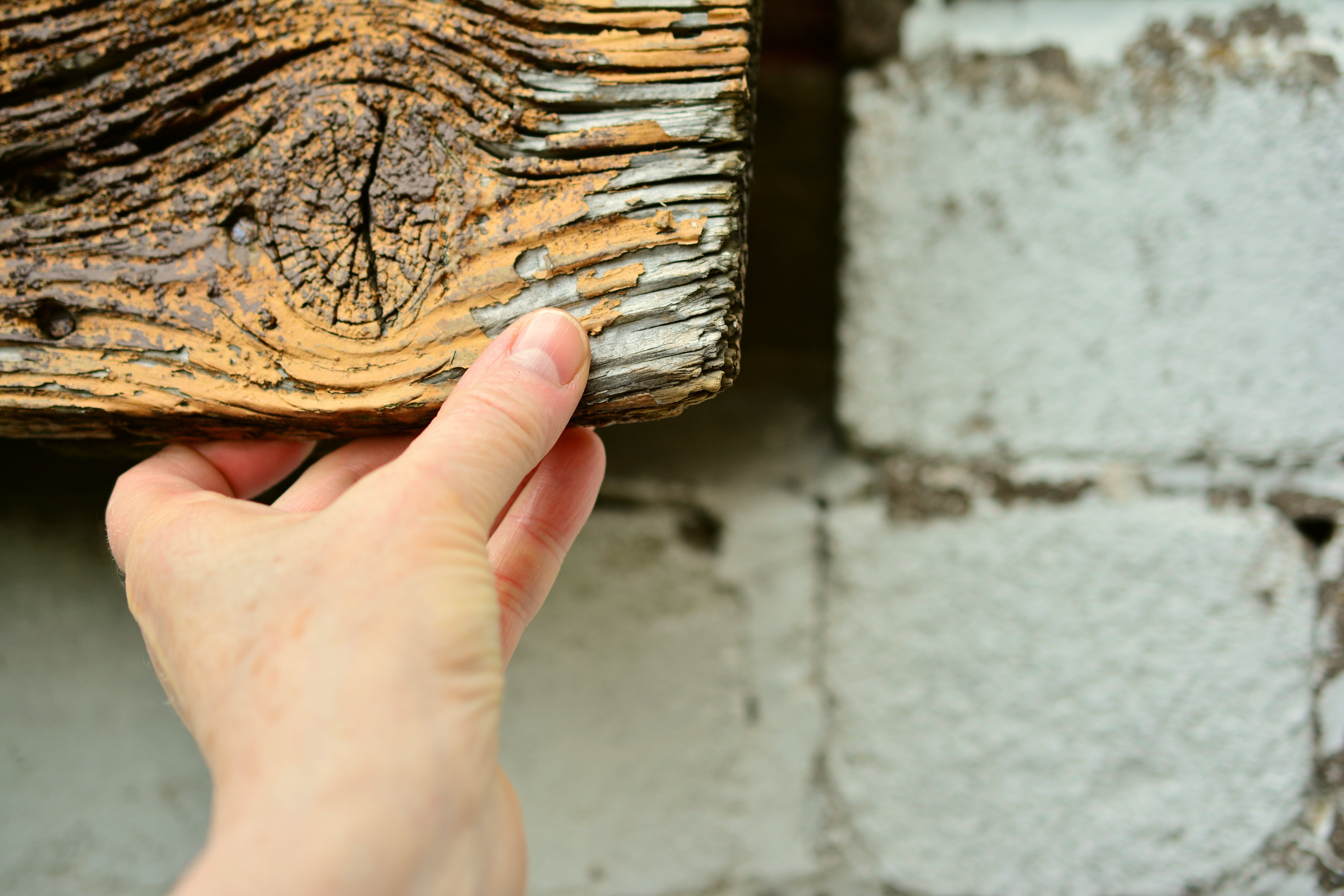 focus on foreground, nature, outdoors, open, history, 5K, body part, shut up, holding, wall, wood plank, close-up, occupation, one person, hand, hidden, HD Wallpaper