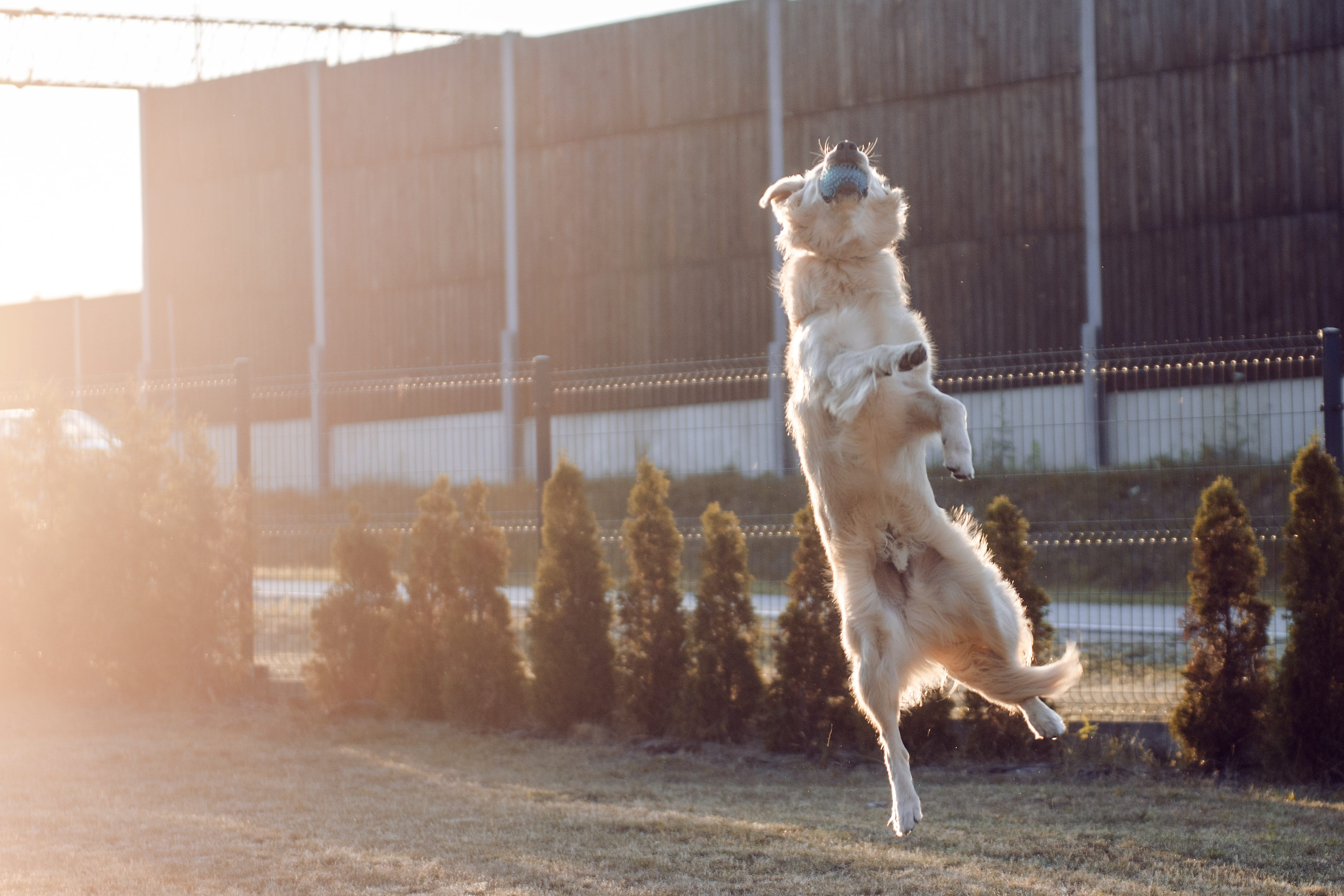 vertebrate, toy, joy, doggy, focus on foreground, land, ears, golden, animal themes, mammal, long-haired, teeth, herbivorous, golden retriever, jump, cheerful, HD Wallpaper
