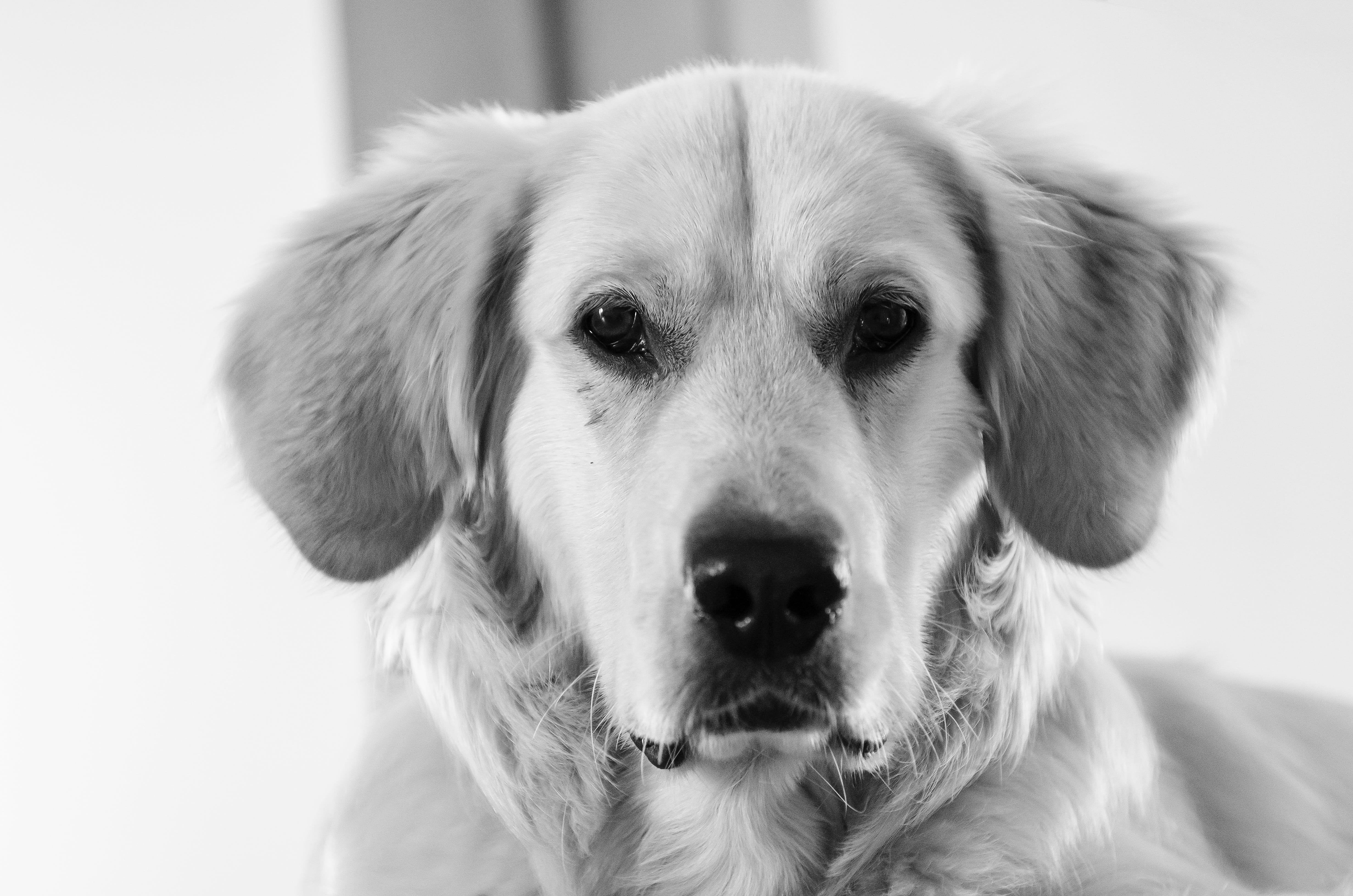 nature, ears, doggy, shut up, 4K, golden, long-haired, front view, futrzak, animal body part, indoors, pets, coat, happy, teeth, friend, depression - sadness, HD Wallpaper