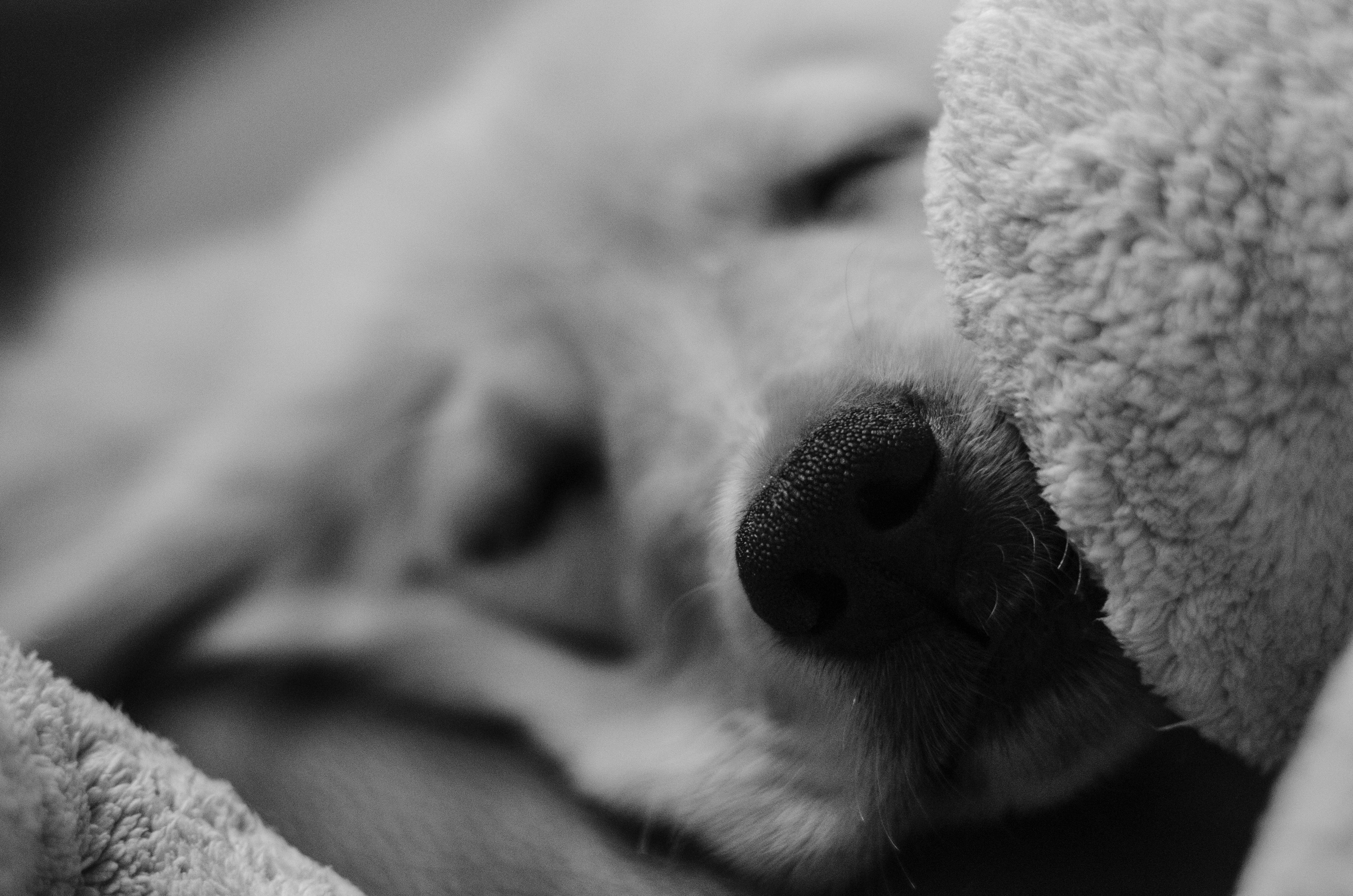coat, pets, retriever, golden, cheerful, photography, animal head, vertebrate, puppy, the nose, macro, pet, close-up, happy, grayscale, golden retriever, HD Wallpaper
