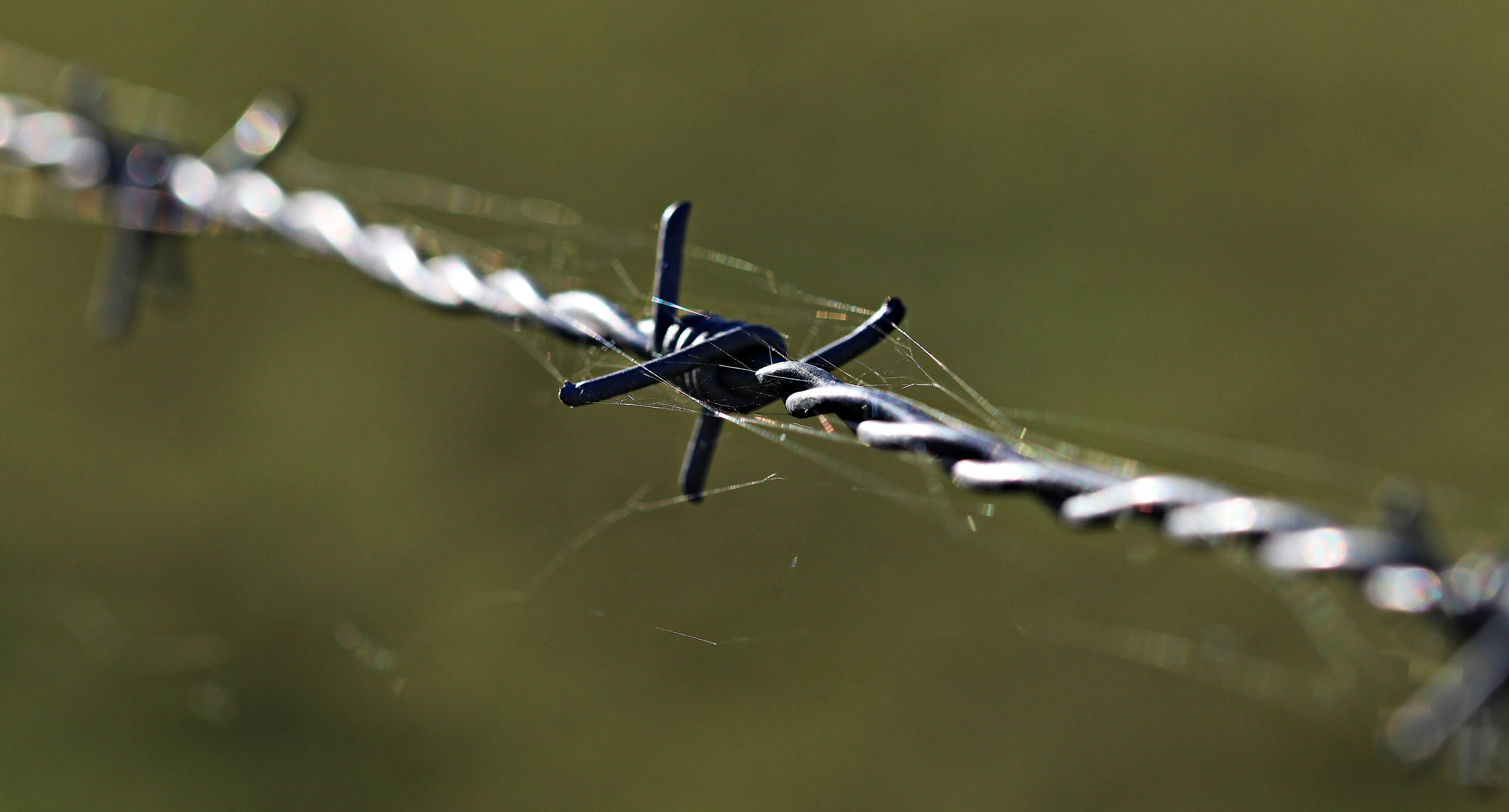 barrier, blade of grass, pointed, fenced, pink, shut off, boundary, steel, security, barbed wire, no people, imprisoned, demarcation, day, nature, obstacle, HD Wallpaper