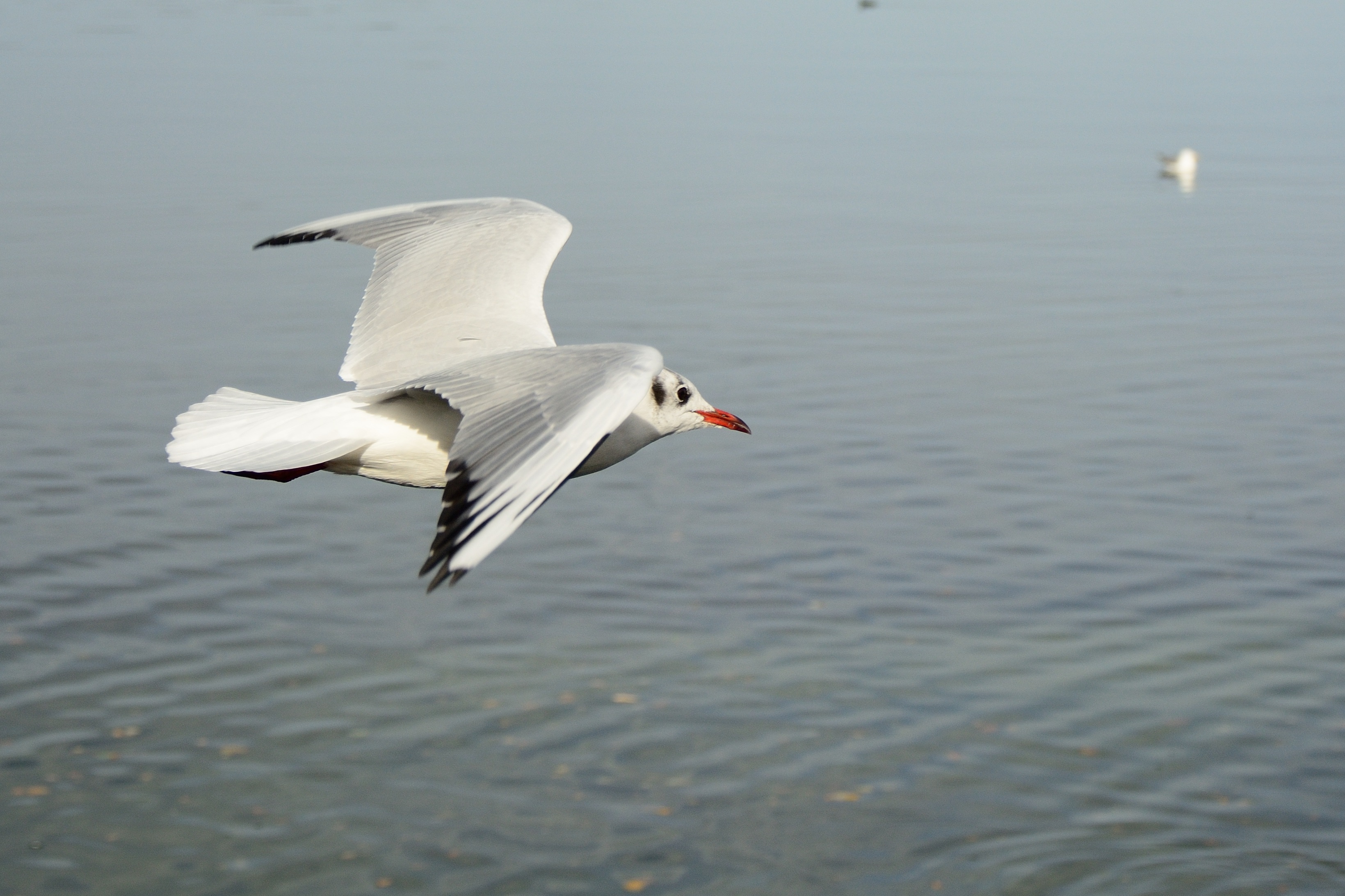 seagull, waterfront, wing, flight form, lake, animal wildlife, nature, fly, mid-air, feather, dom, bird flight, one animal, day, white color, bird, spring dress, HD Wallpaper
