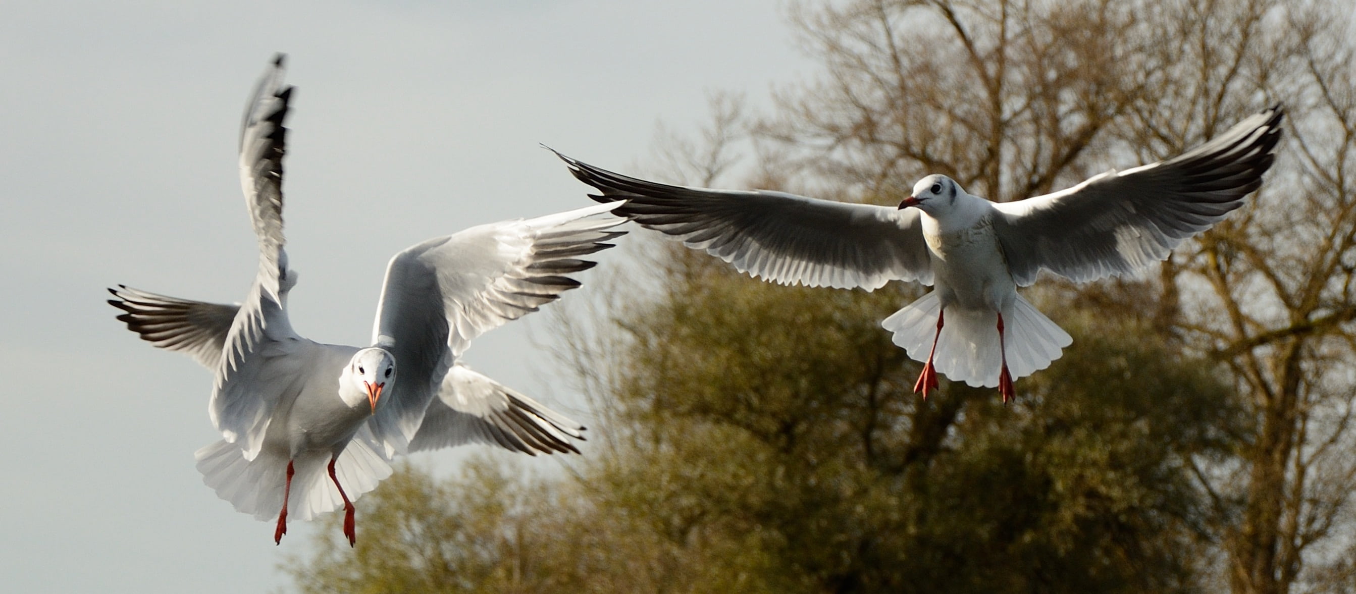 two animals, focus on foreground, seagulls, flight form, lake, wing, aggression, spring dress, fly, bird, animal wing, day, outdoors, sky, spread wings, HD Wallpaper