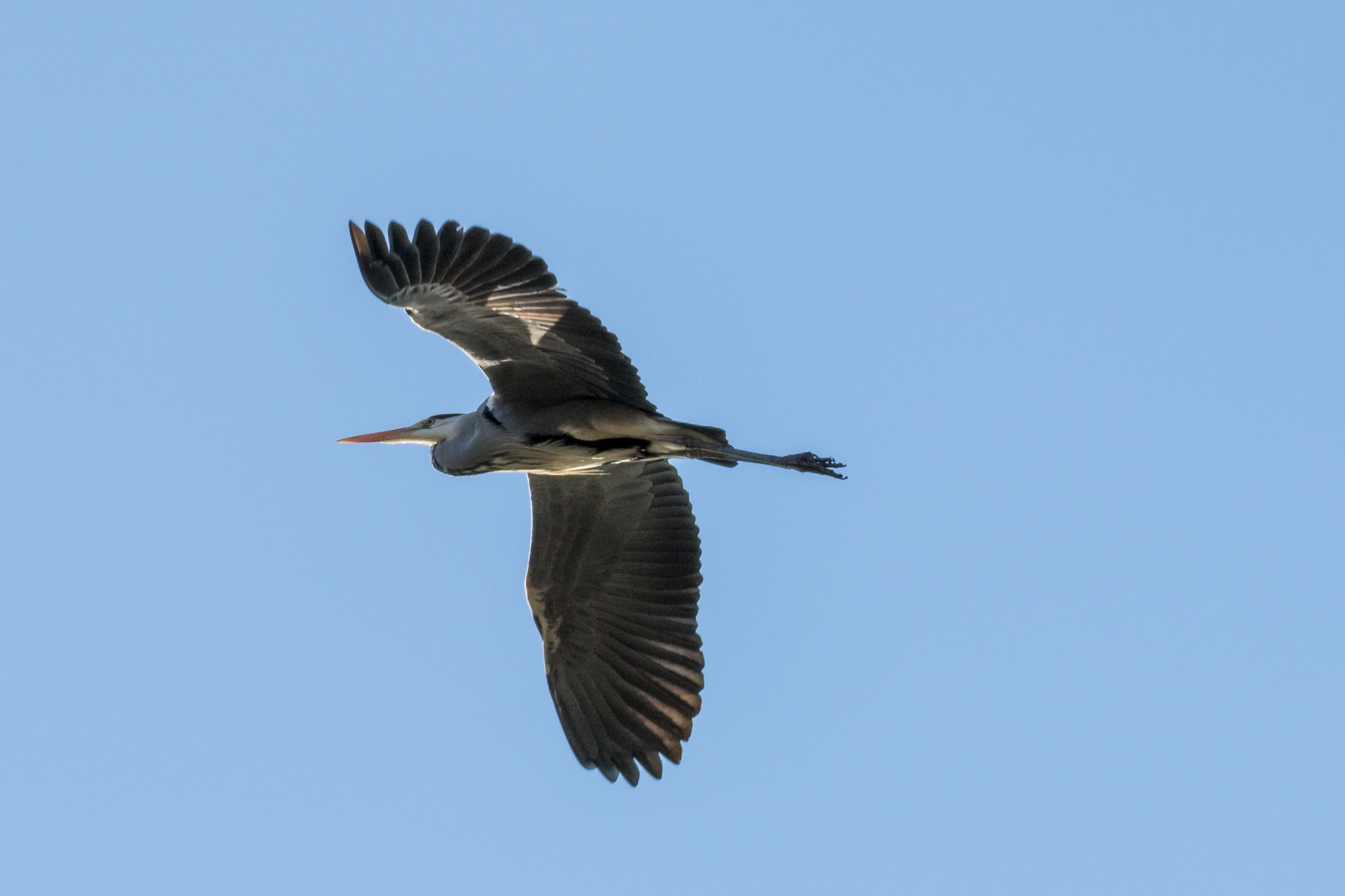 no people, animal, heron in flight, clear sky, copy space, vertebrate, wildlife, bird, animals In The Wild, dom, freedom, flight form, nature, animal body part, HD Wallpaper