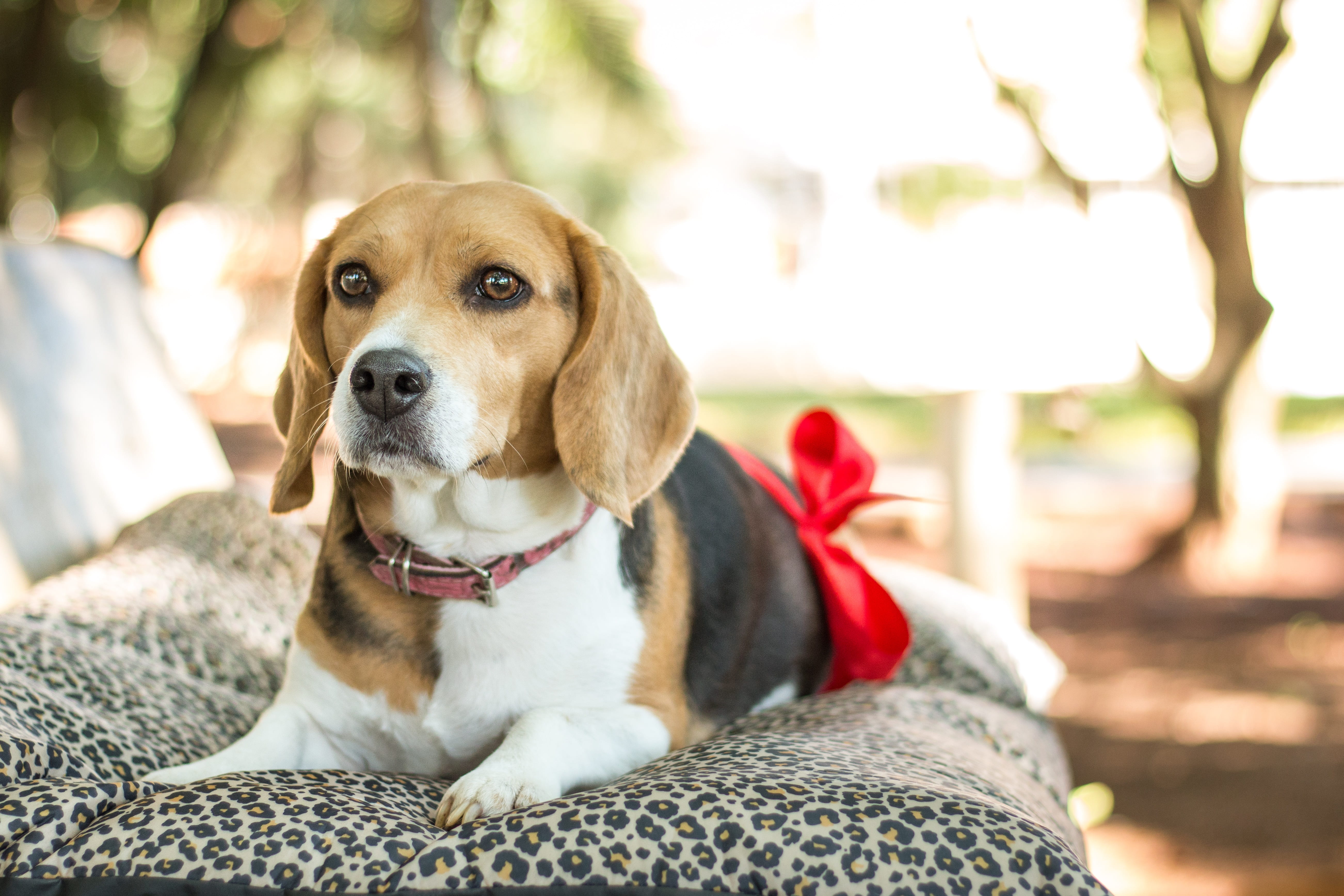 no people, domestic animals, animal, tricolor, animal head, essay, one animal, relaxation, lying, looking away, portrait, beagle, looking, pets, mammal, HD Wallpaper