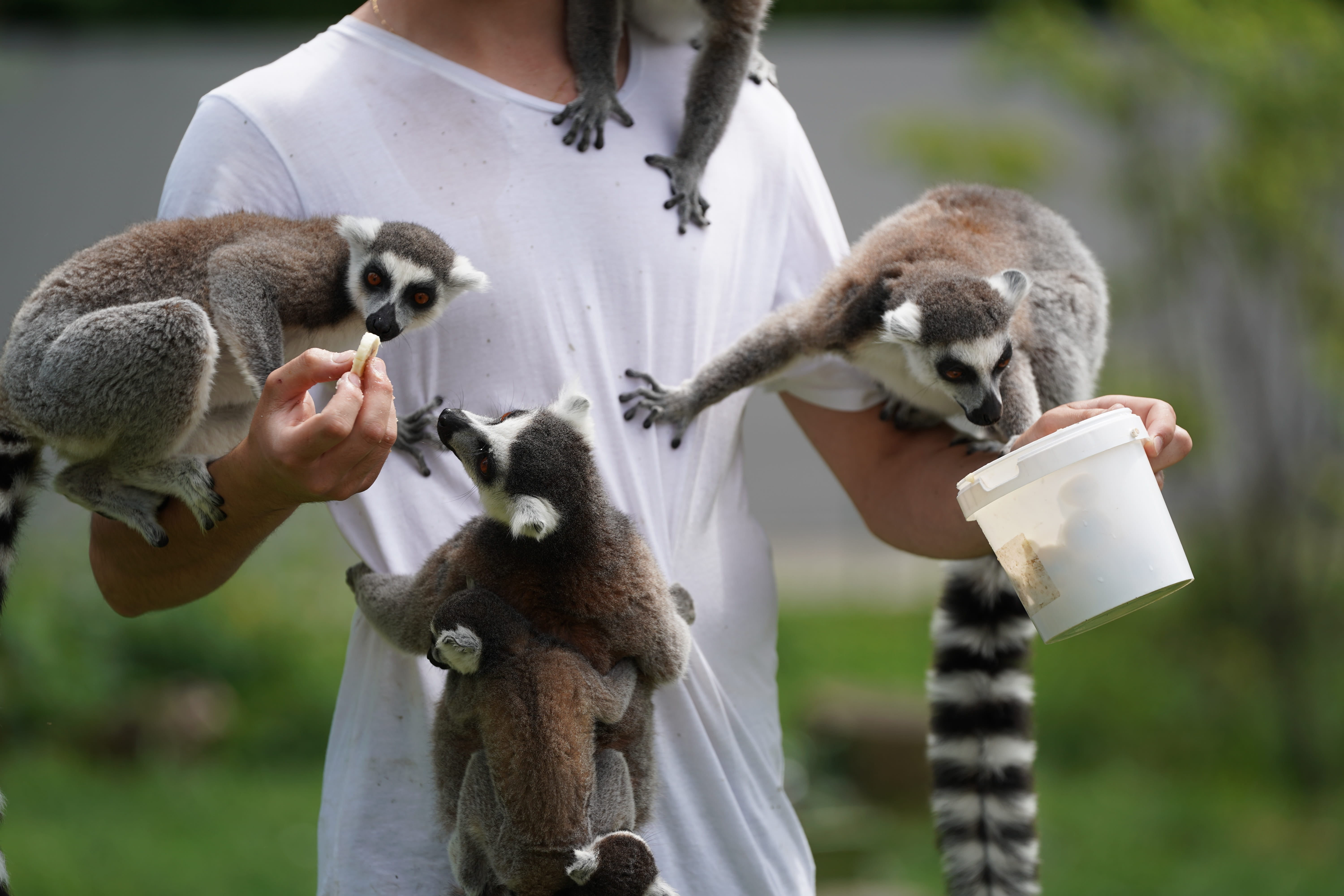 5K, hand, animal wildlife, group of animals, greedy, midsection, human, nature, vertebrate, feed, food, outdoors, day, mammal, focus on foreground, animals in the wild, HD Wallpaper
