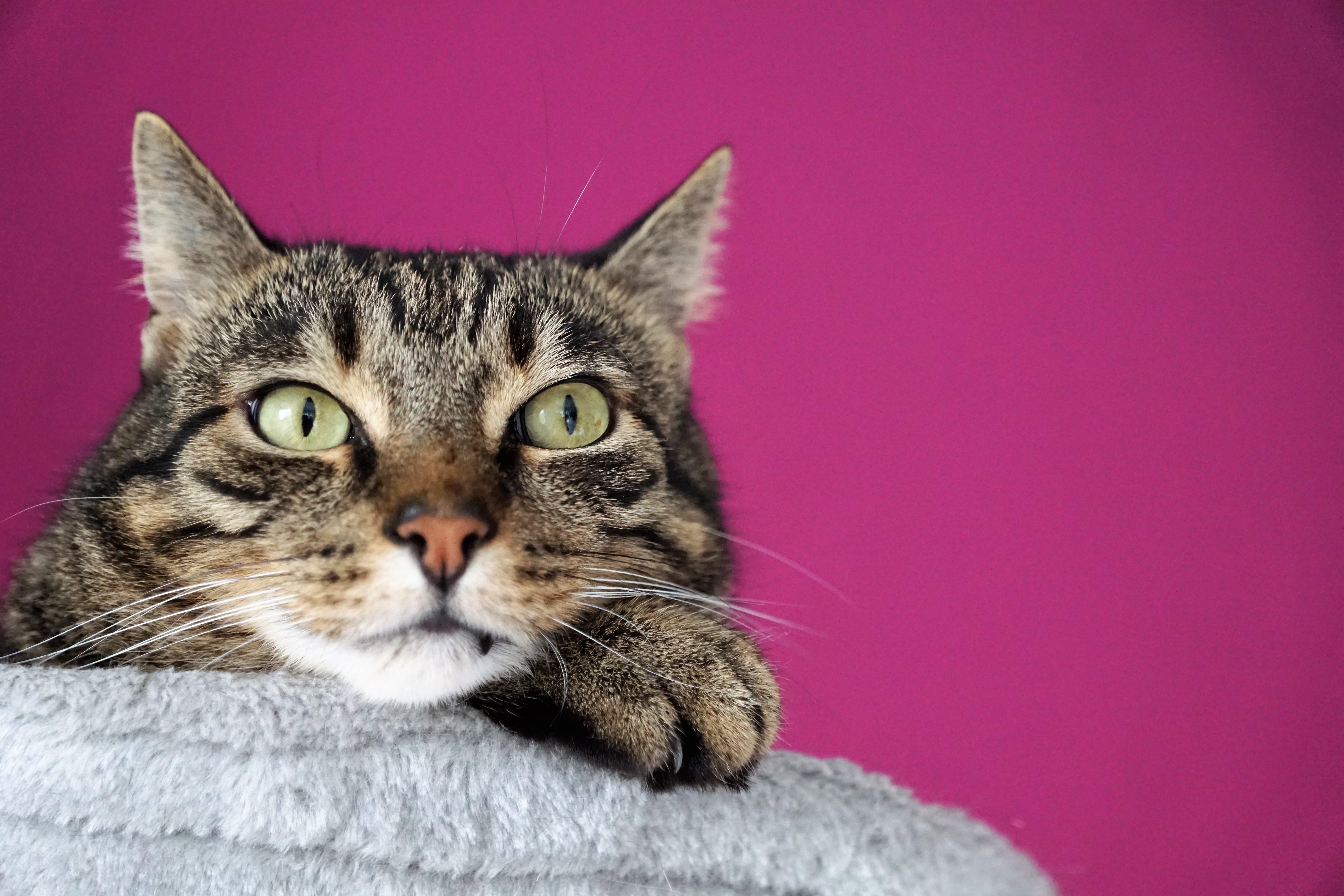 whisker, relaxation, animal, one animal, animal world, domestic animals, pet, smooch, stripes, vertebrate, feline, face, head, looking at camera, brown, HD Wallpaper