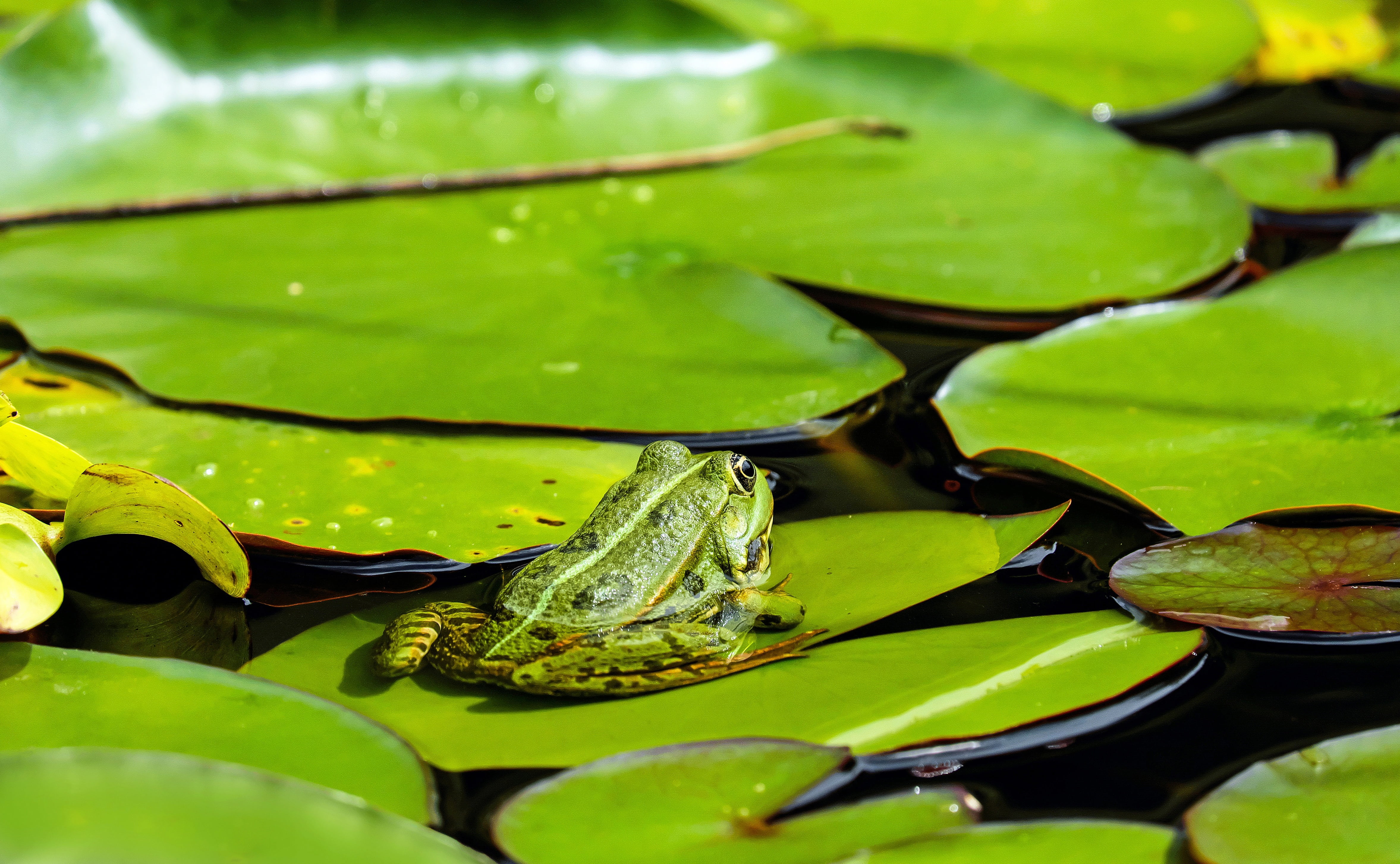 water lily, flower, beauty in nature, plant part, water, green, close-up, outdoors, water frog, leaf, nuphar pumila leaf, frog, daytime, nature, animal, HD Wallpaper