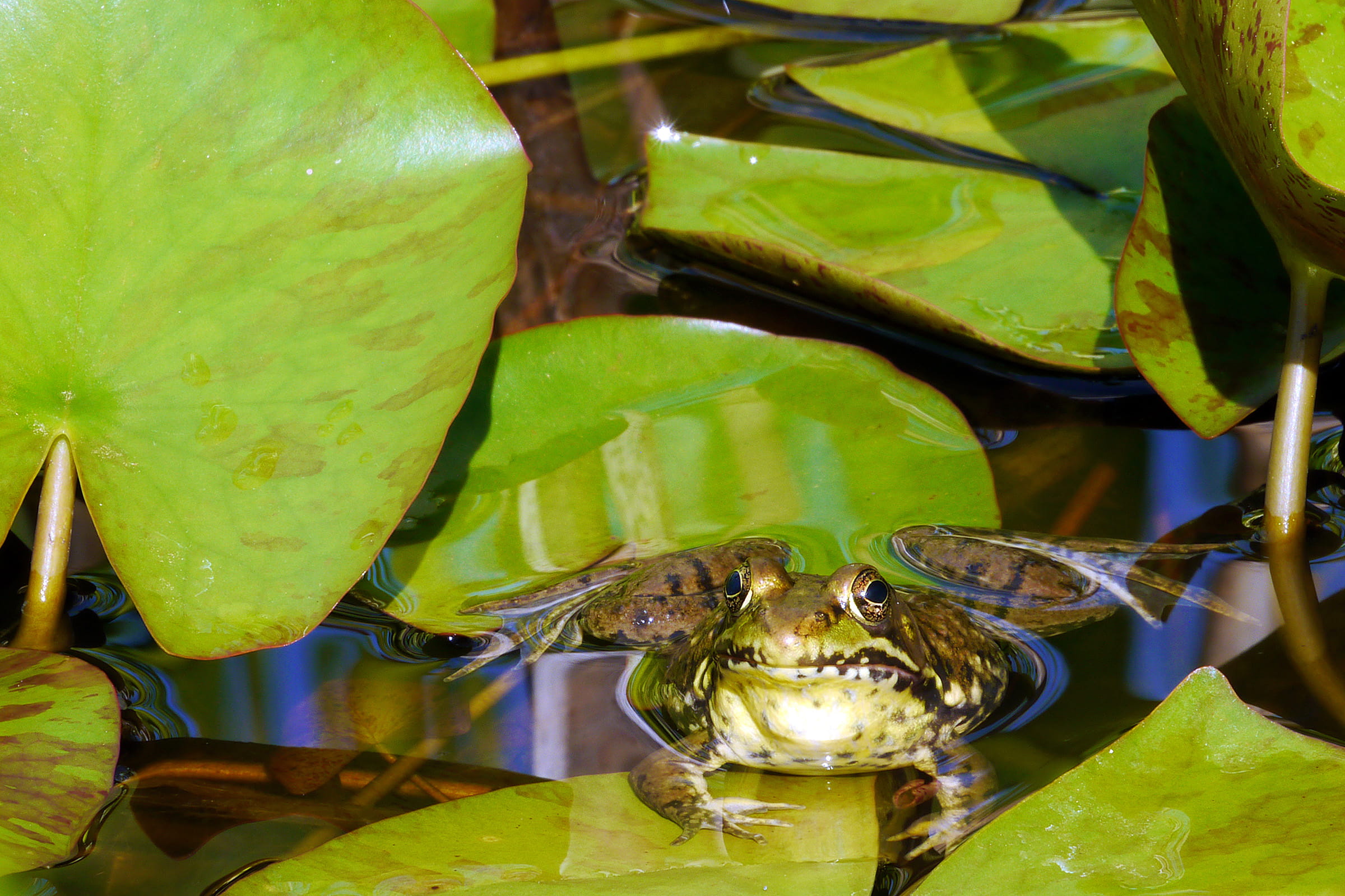 ear drums, animals in the wild, frog pictures, dorsolateral fold, green color, pond, frog photos, animal wildlife, sunning, plant part, one animal, nature, HD Wallpaper