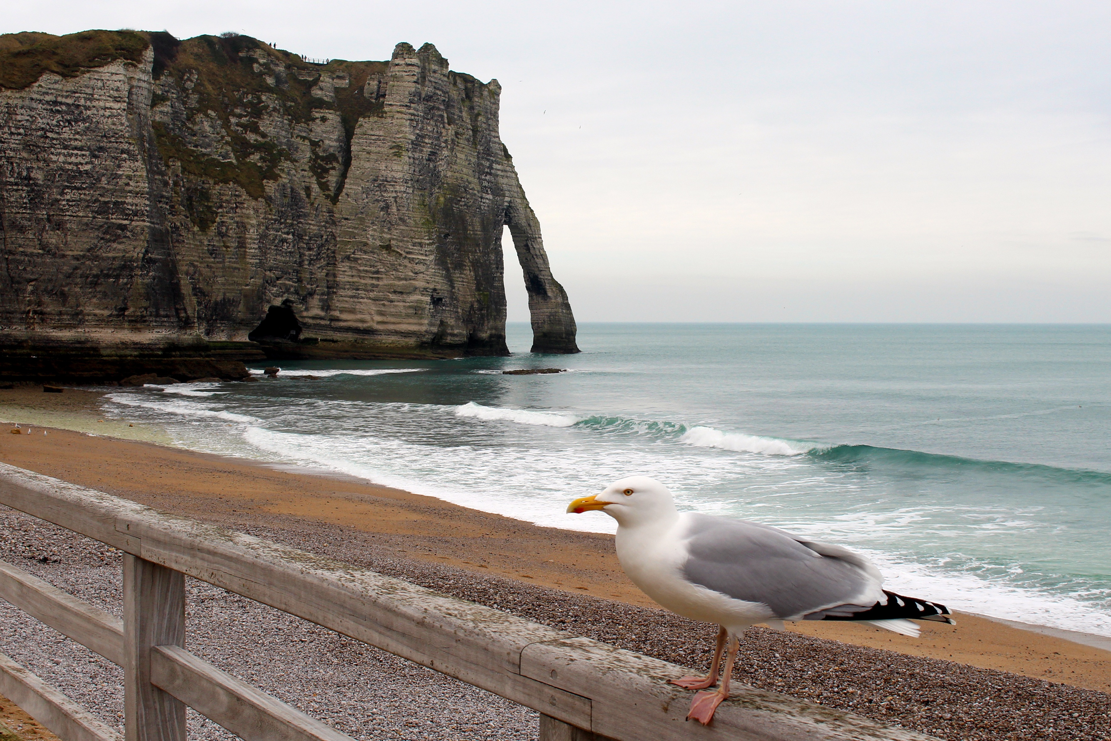 no people, cliff, horizon over water, postkartenmotiv, land, seagull, evening, weather mood, romantic, france, landing, 2K, port, outdoors, animals in the wild, HD Wallpaper