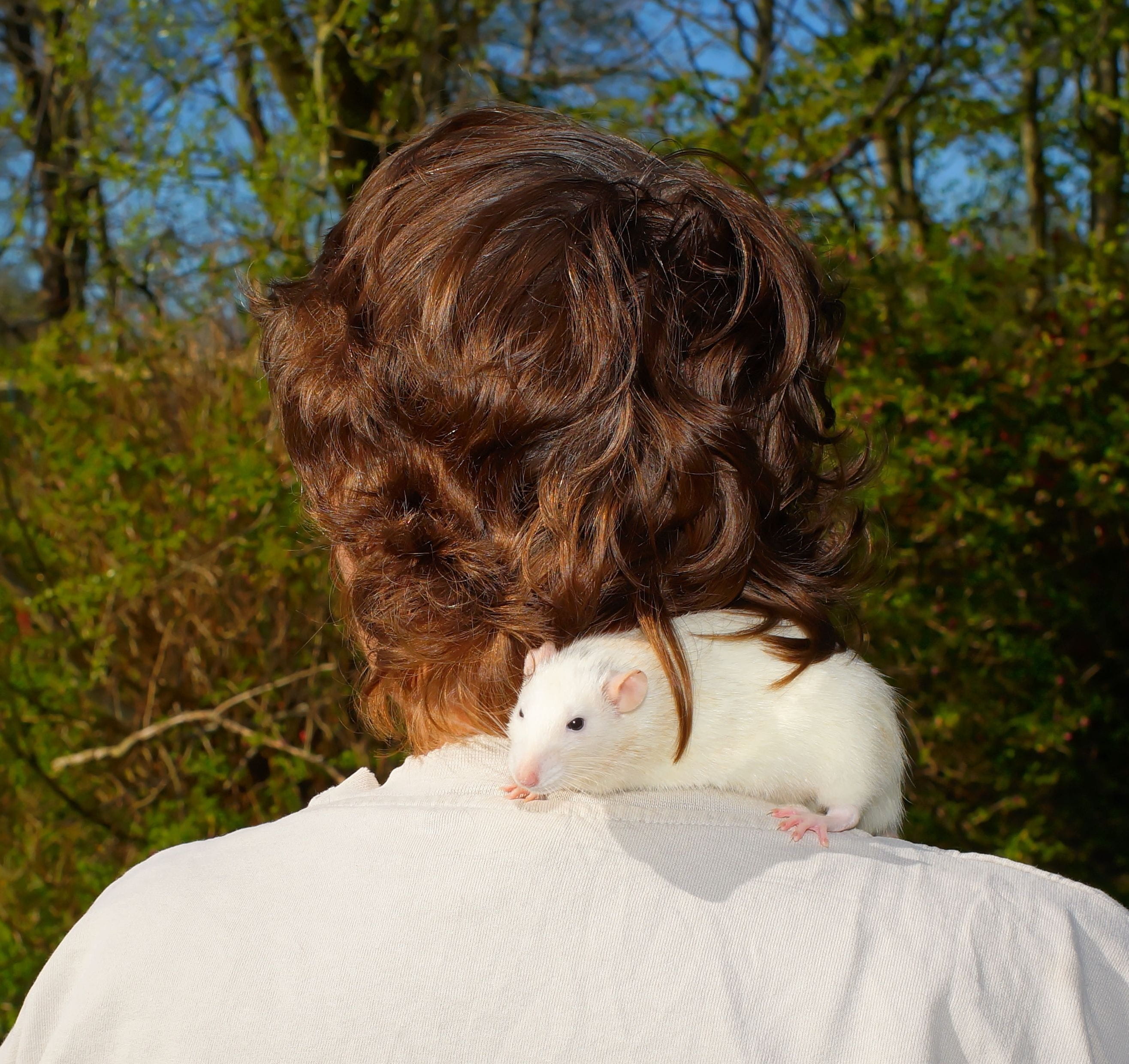 brown hair, day, guinea pig, mammal, out, watch, Rat, white, close, trustful, Shoulder, head from behind, nature, fur, domestic animals, vertebrate, Head, HD Wallpaper