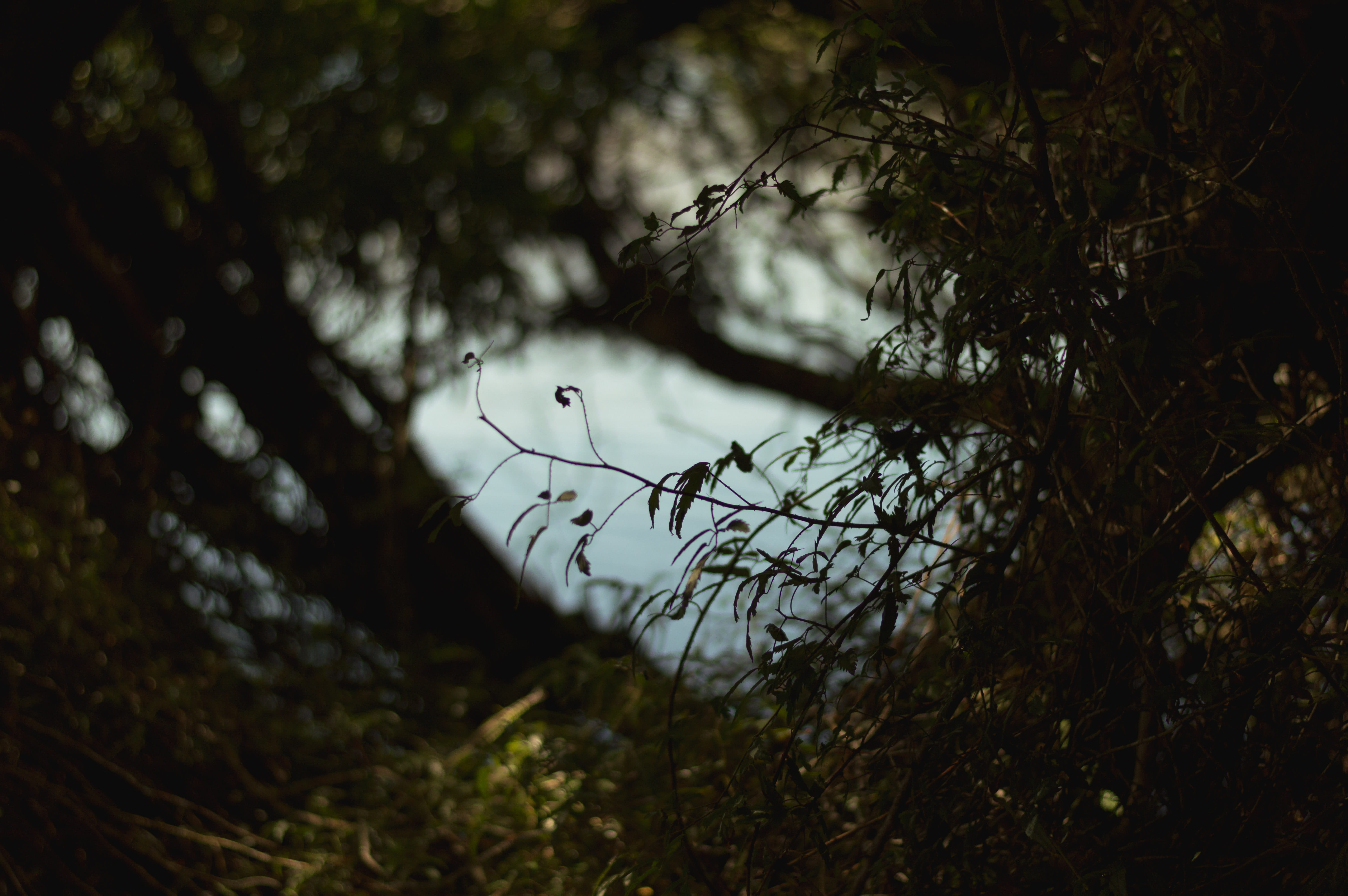 computer, view, outdoors, lake alexandrina, inside, wilderness, vintage, photography, iphone, no people, day, behind, commercial, filter, plant, branch, HD Wallpaper