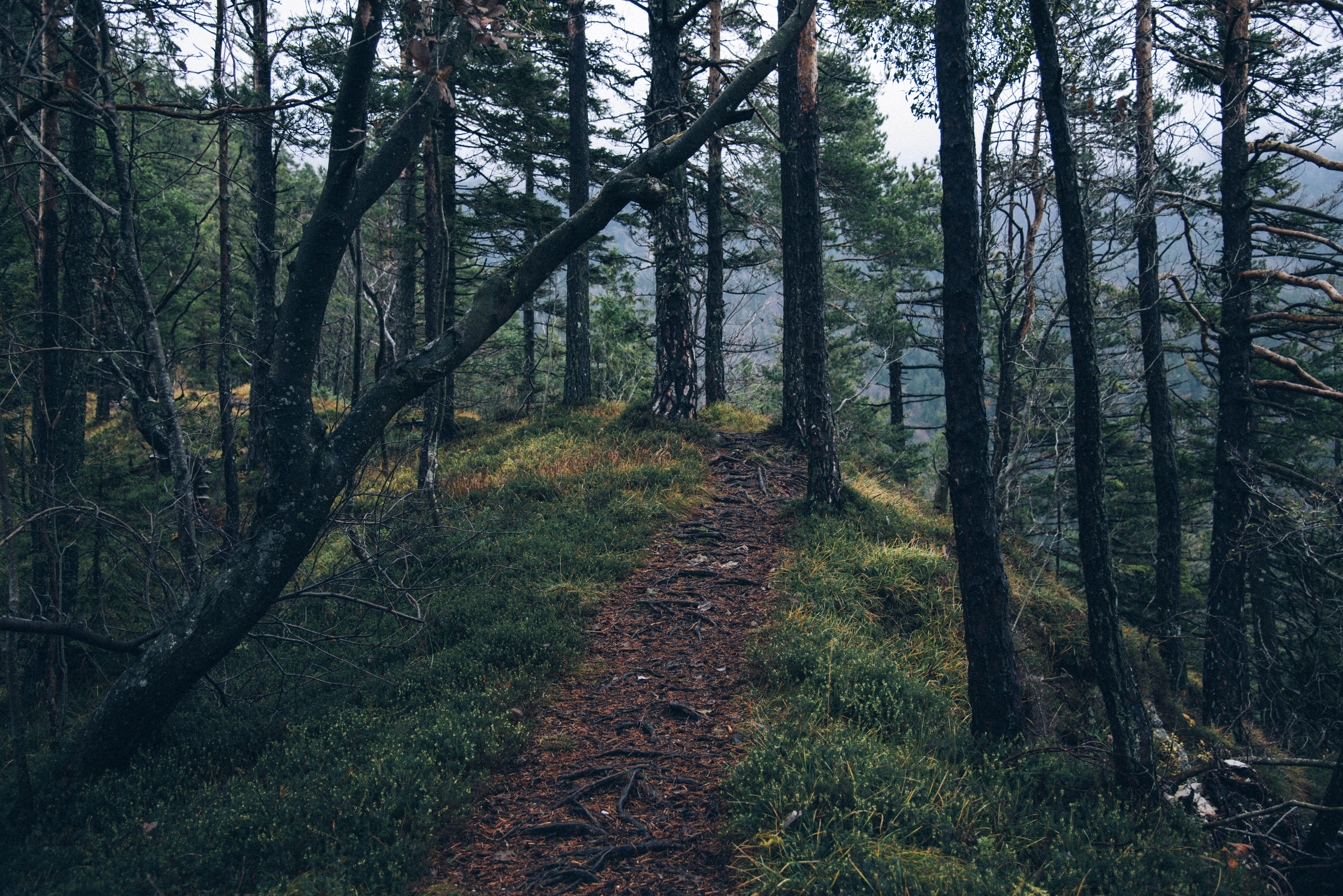 near, growth, tranquility, surrounded, beauty in nature, outdoors, wood, day, landscape, forest, soil, branch, the way forward, trail, direction, photo, HD Wallpaper