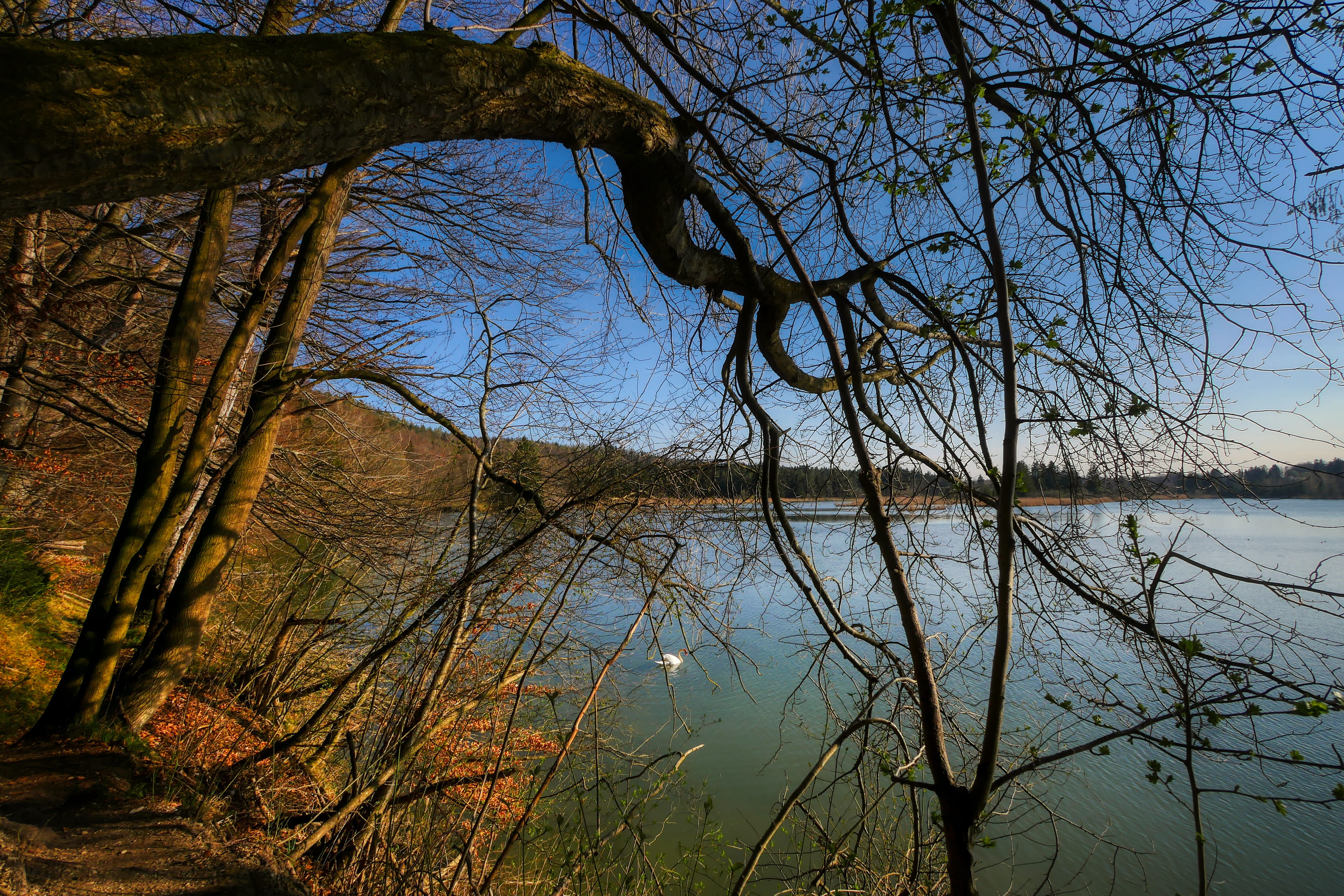 reflection, shadow, beauty in nature, away, bank, water, trunk, nature, tree, day, walk, land, hiking, branch, bavaria, dusk, landscape, tranquility, light, HD Wallpaper
