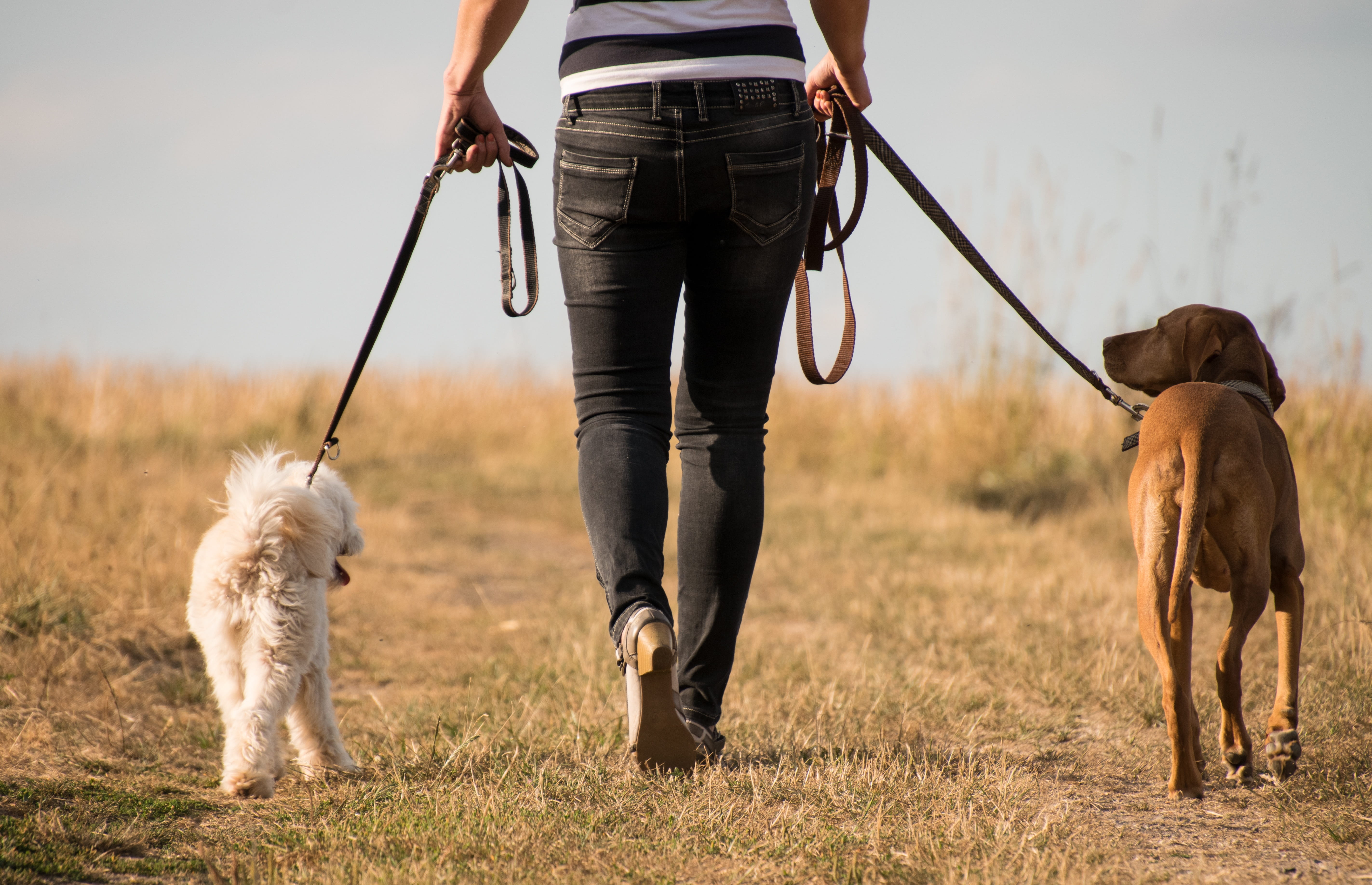 one animal, pet leash, men, 5K, walk, vertebrate, away, leash, canine, dog, pets, leisure activity, animal, domestic, trust, pet owner, one person, human, HD Wallpaper