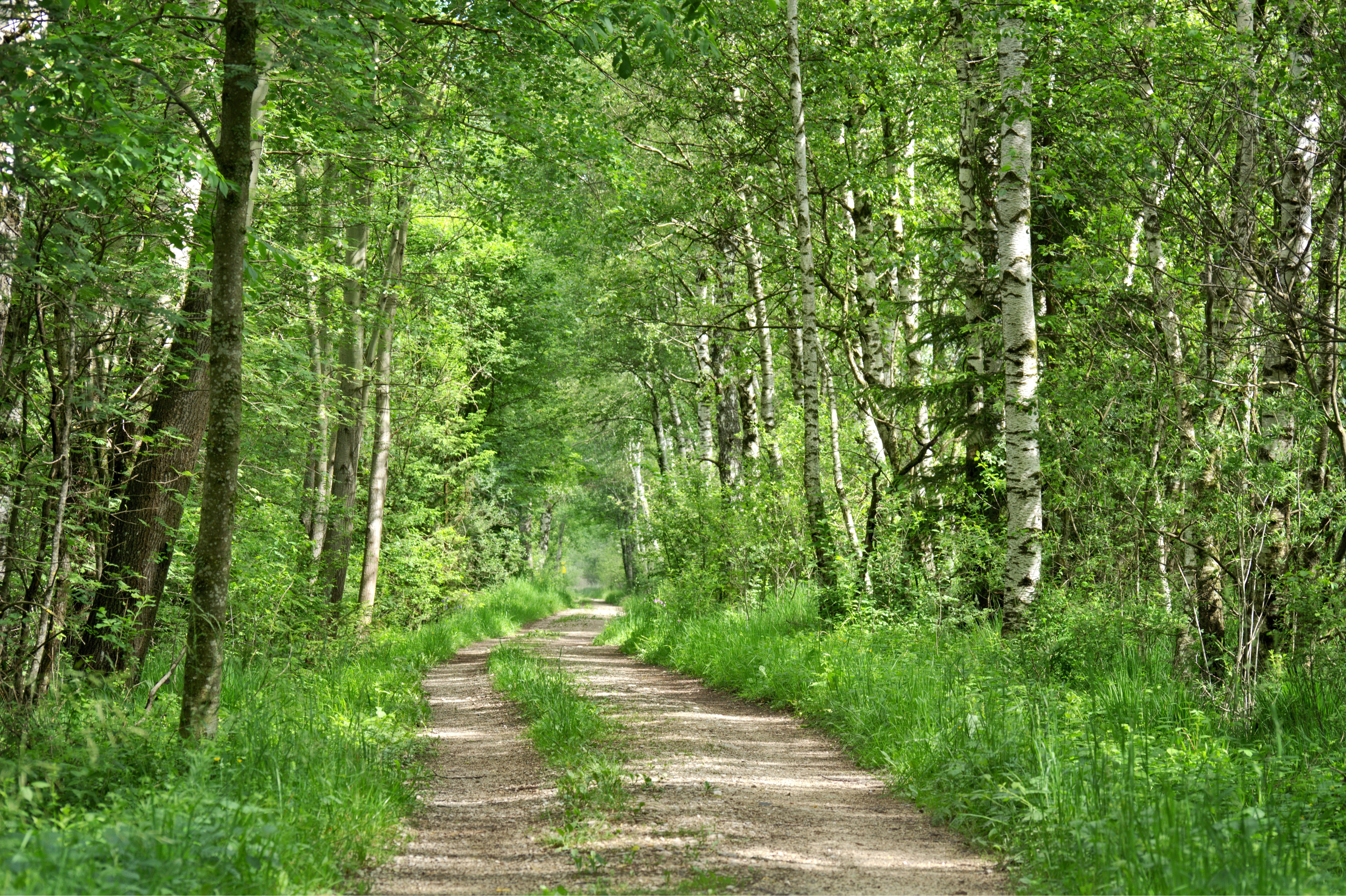 no People, idyll, Path, Nature, spring, walk, lush foliage, tranquil scene, holiday, road, trail, nature trail, 5K, landscape, land, plant, relaxation, HD Wallpaper