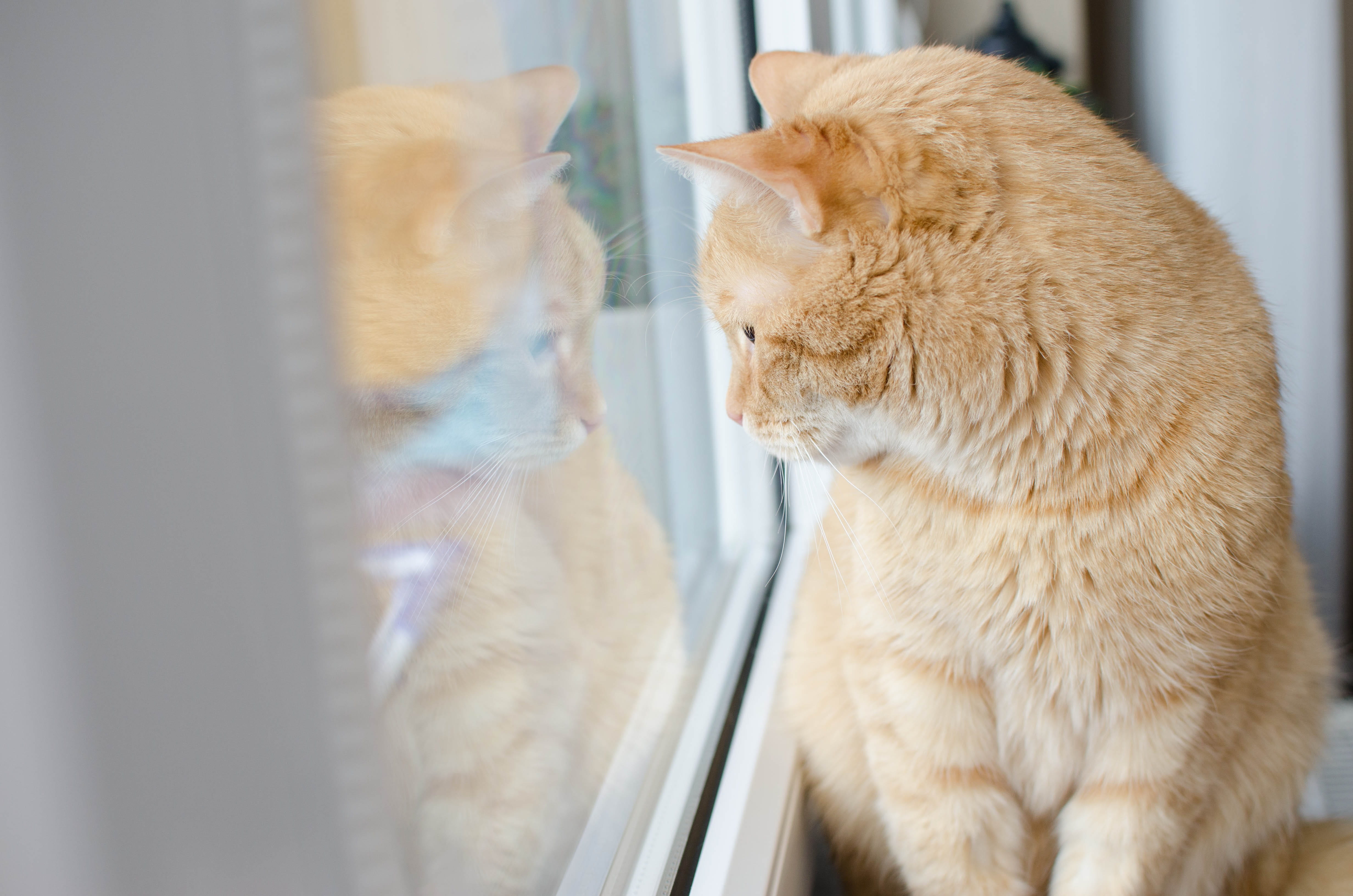 animal themes, one animal, domestic, domestic cat, 4K, pets, indoors, no people, red cat, close-up, domestic animals, redhat, looking, eyes closed, animal body part, HD Wallpaper