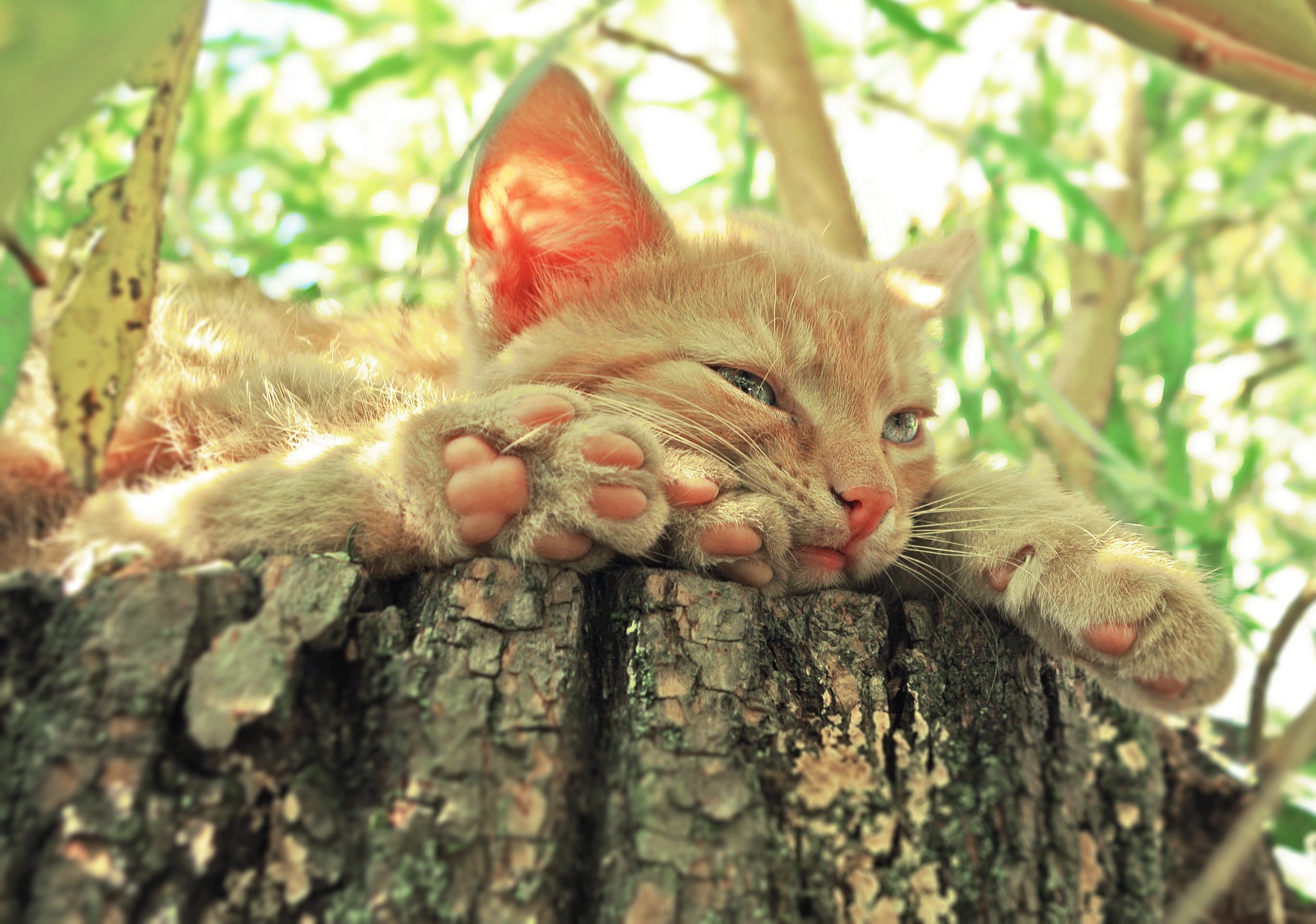 pets, vertebrate, ginger cat, pet, mammal, animal head, domestic, animal, cat, animal themes, tabby cat, nature, lying down, selective focus, tree trunk, HD Wallpaper