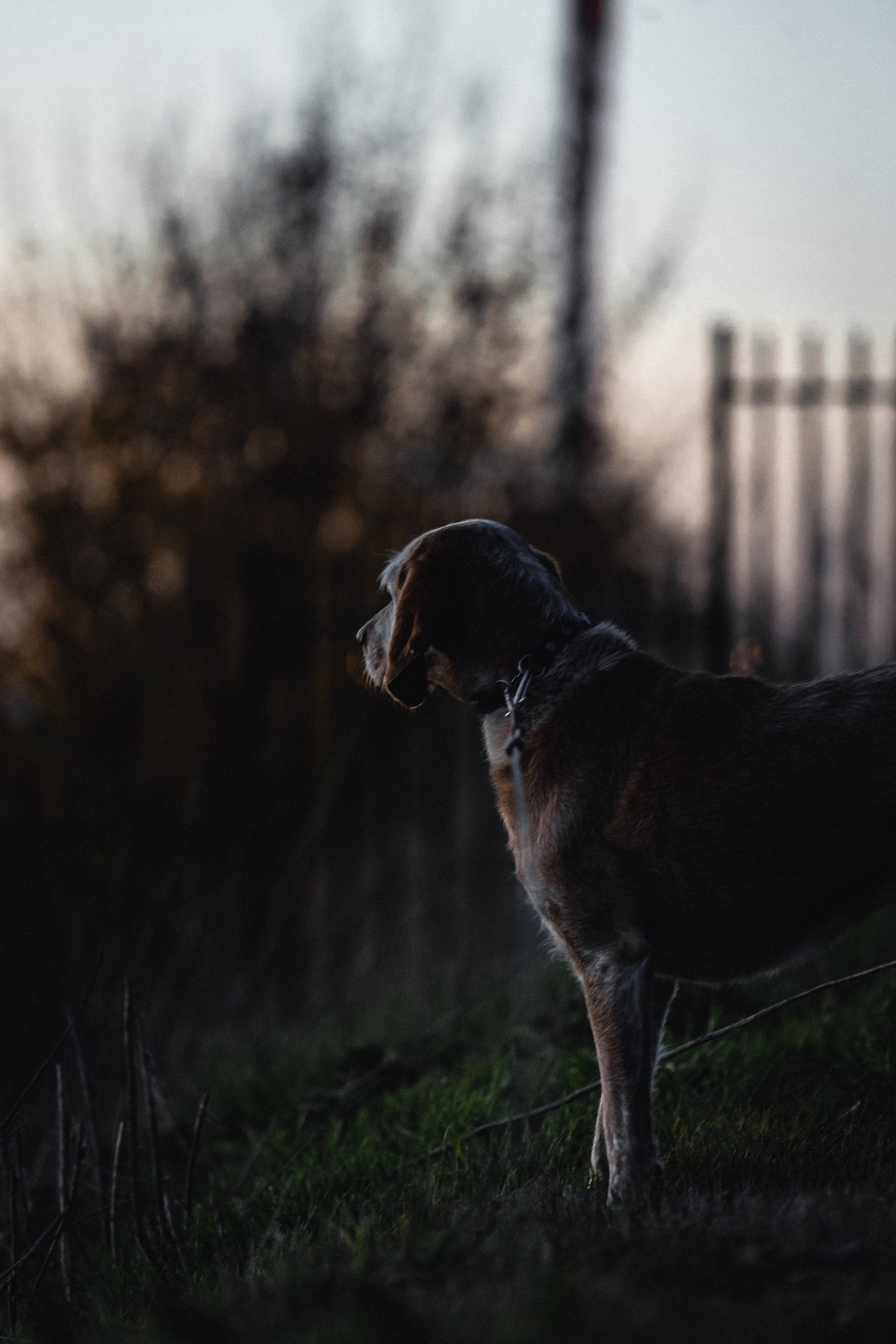 hound, pets, 5K, no people, selective focus, land, field, domestic animals, near, the netherlands, pointer, standing, dog, vertebrate, plant, sphere, looking away, Phone HD Wallpaper