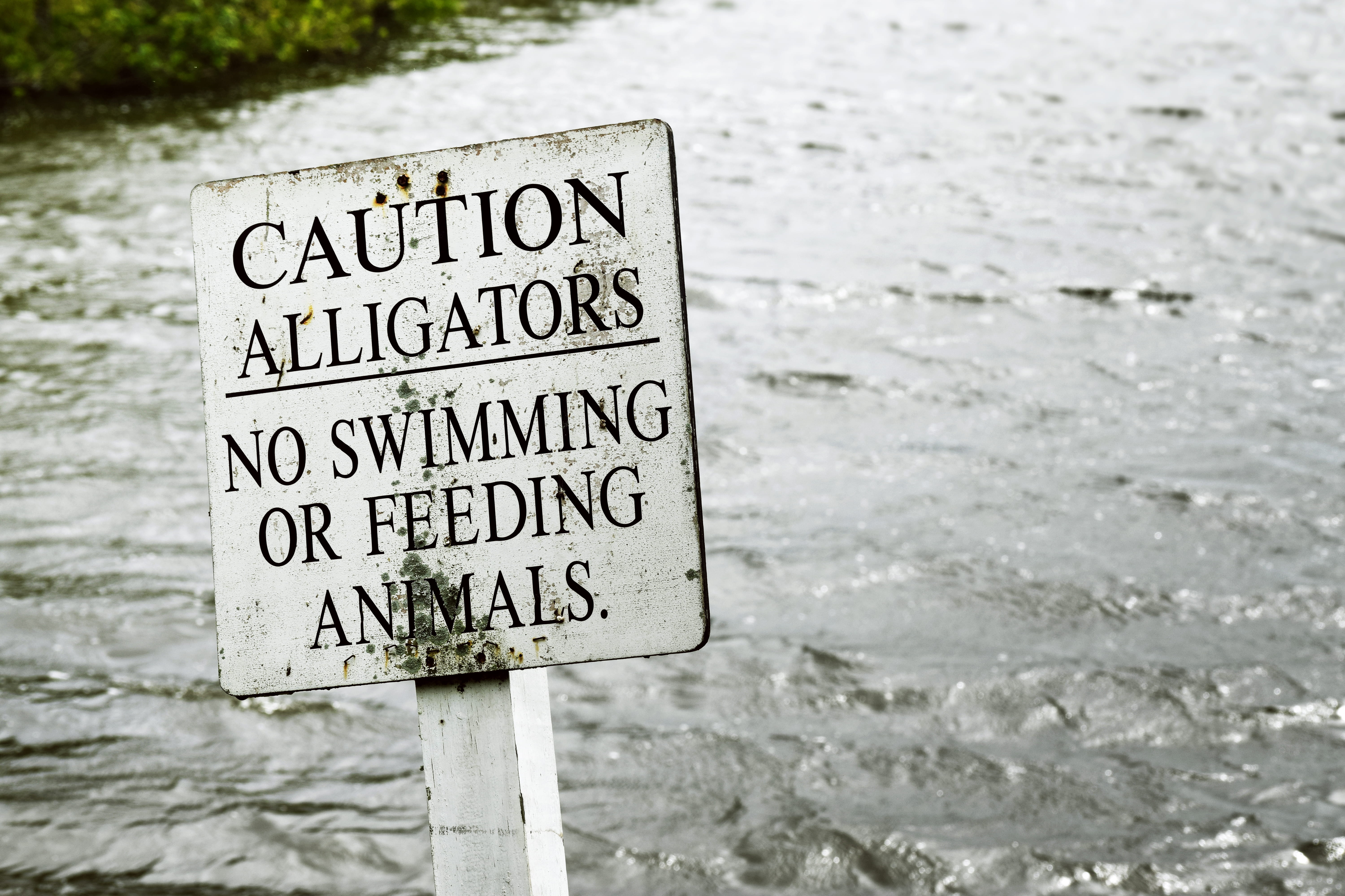 nature, western script, communication, guidance, text, no people, sign, outdoors, gray, close-up, caution, sea, alligators, message, signage, label, water, HD Wallpaper