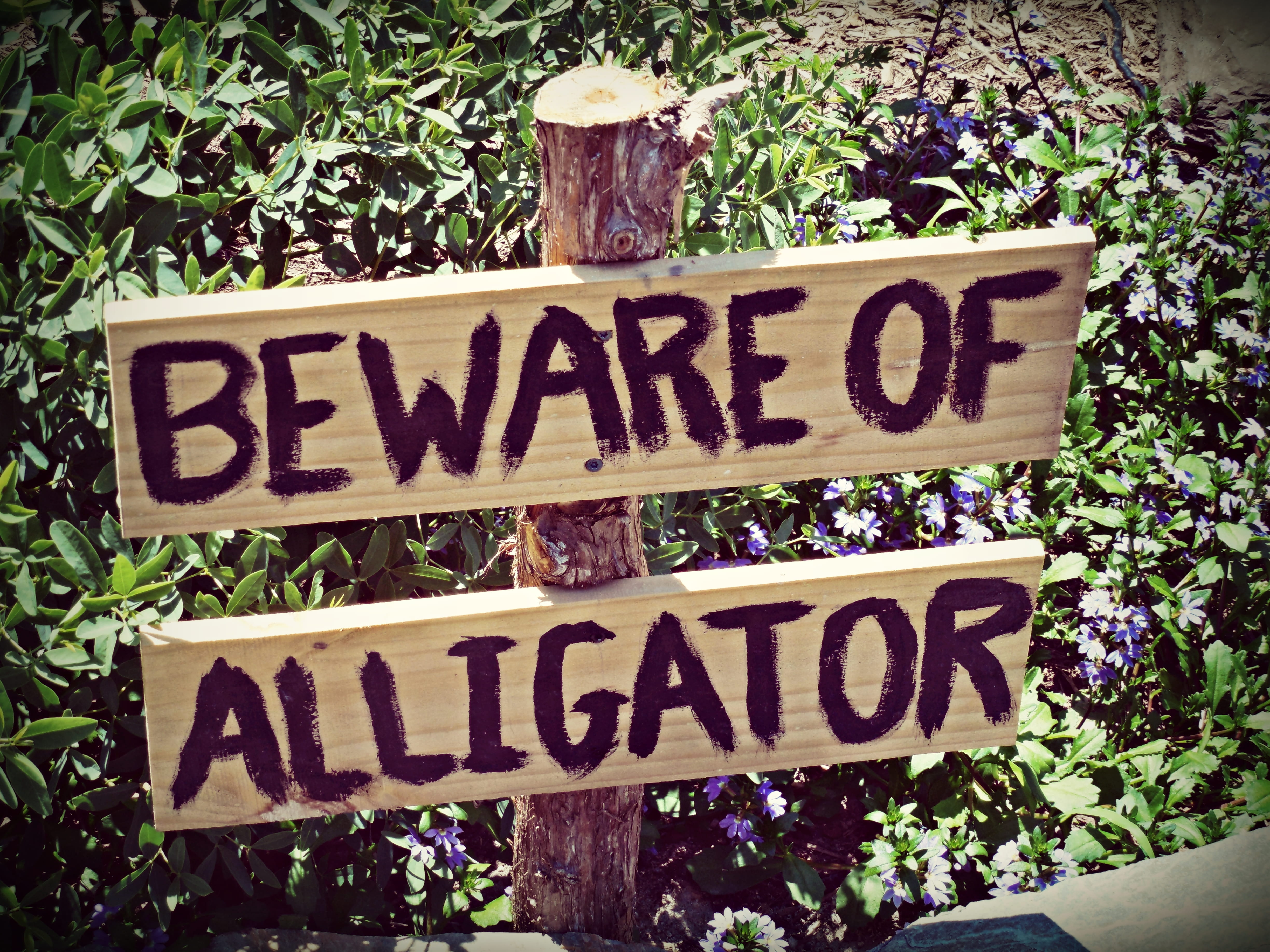 aware, growth, flowers, communication, day, capital letter, caution, script, alligator, greenwood, emotion, close-up, outdoors, wood, risk, tourist, beware, HD Wallpaper