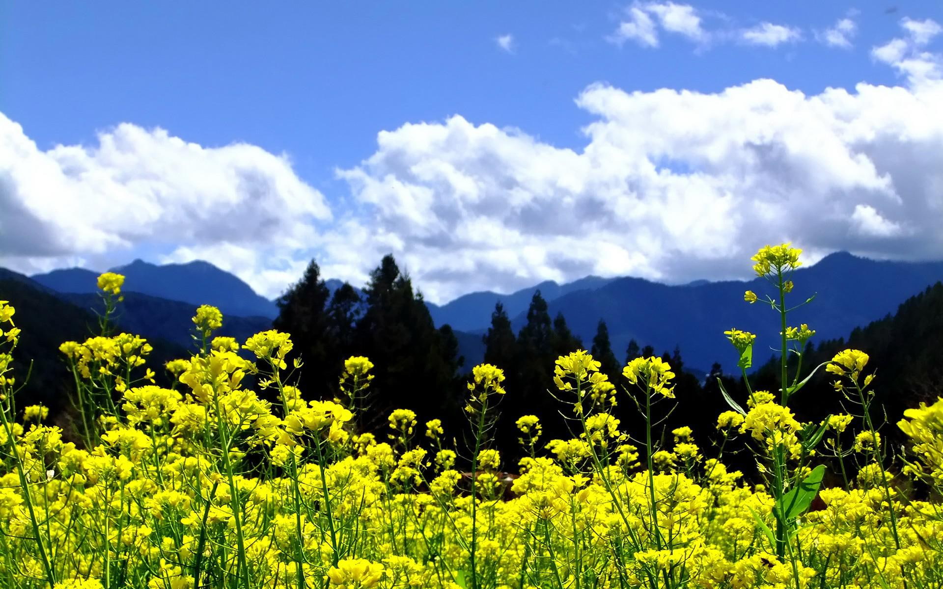 skies, trees, clouds, quality, landscapes, high, nature, mountains, 1080P, yellow, flowers, HD Wallpaper