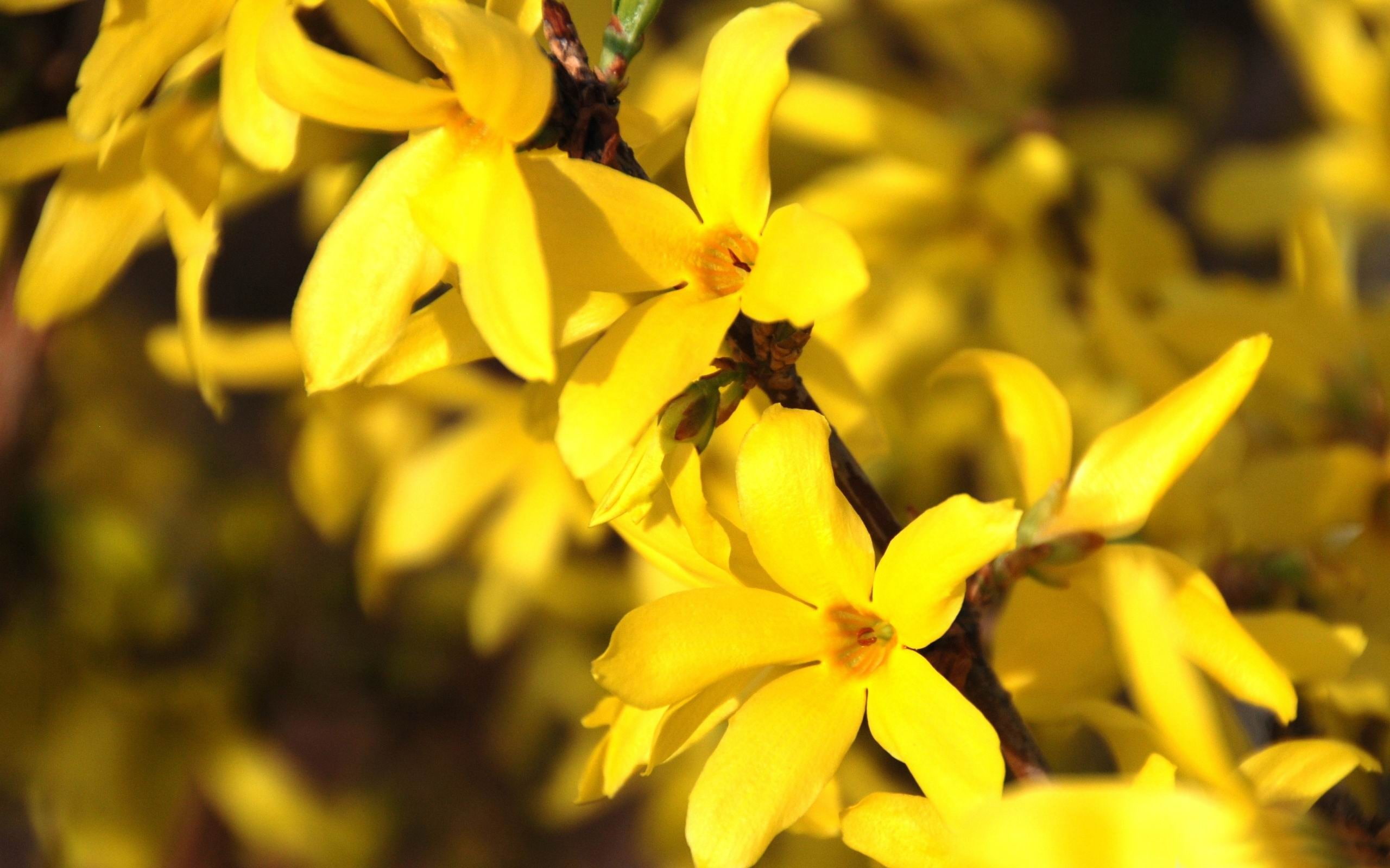 petal, outdoors, close-up, beauty in nature, focus on foreground, day, flowers, backgrounds, 2K, flowering plant, vulnerability, no people, yellow, pollen, HD Wallpaper