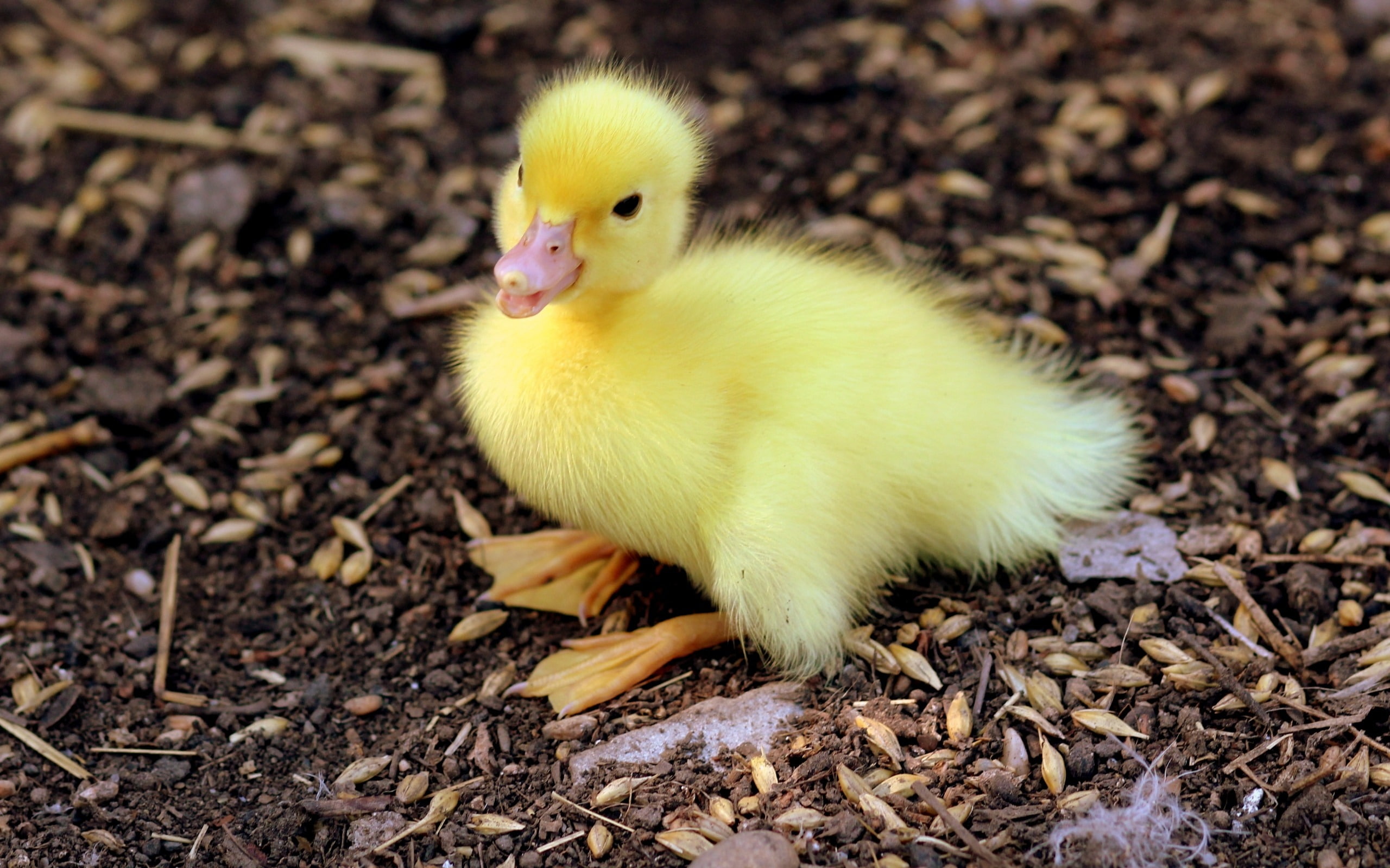 domestic animals, wal, vertebrate, duckling, livestock, no people, pets, young animal, beak, chicken - bird, quality, close-up, yellow, high, 2K, baby chicken, HD Wallpaper