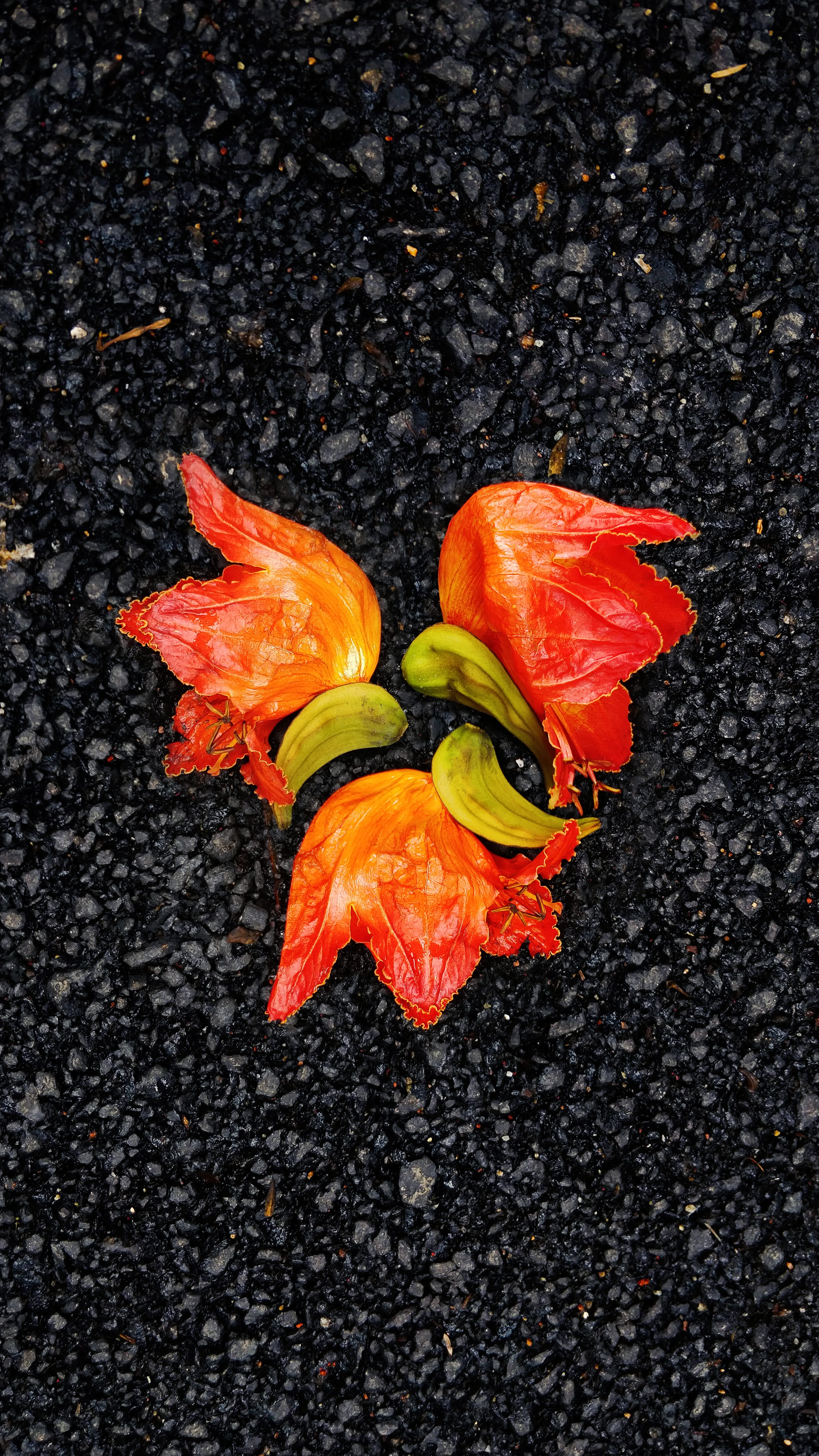 nature, green, food, flower head, flower, orange, asphalt, beauty in nature, day, petal, no people, outdoors, 1st main rd, wet, inflorescence, autumn, fall, Phone HD Wallpaper