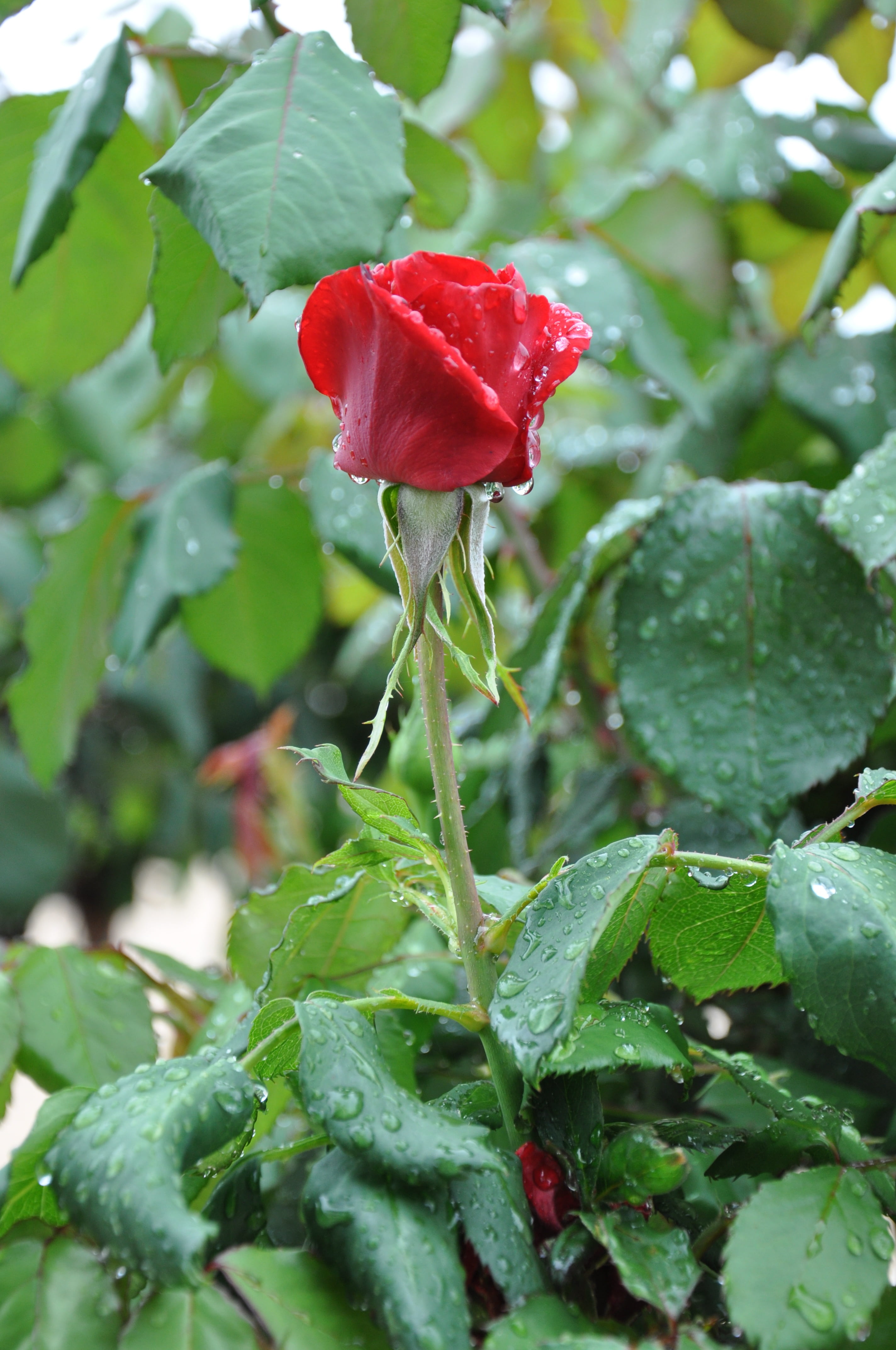 flower, petal, vulnerability, no people, red, raindrop, rose - flower, beauty in nature, drops, rose, outdoors, 4K, close-up, flower head, red rose, fragility, Phone HD Wallpaper