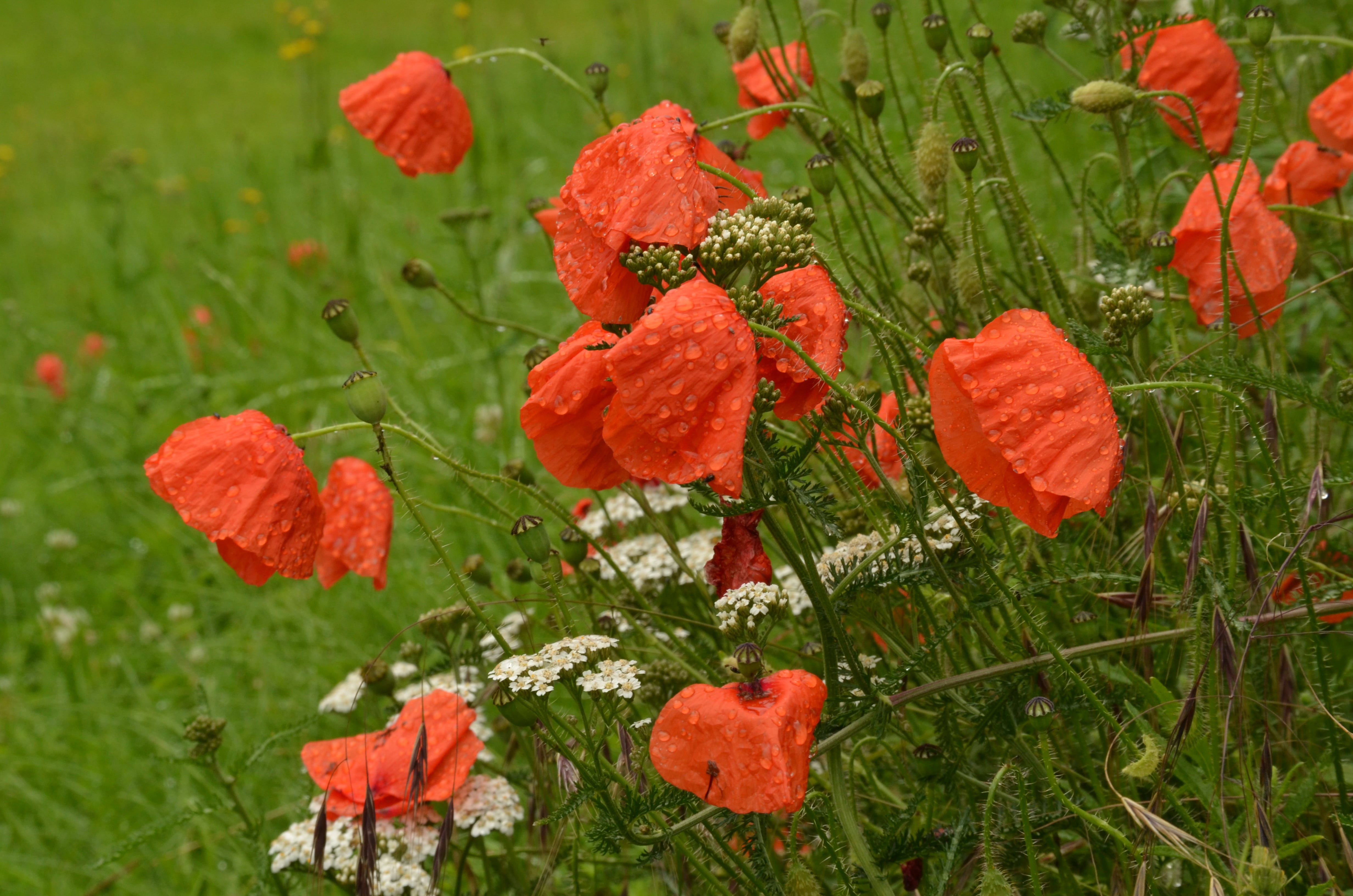 4K, flower head, leaf, no people, plant, land, poppy, vulnerability, outdoors, plant part, green, rain, field, close-up, petal, red, green color, flowering plant, HD Wallpaper