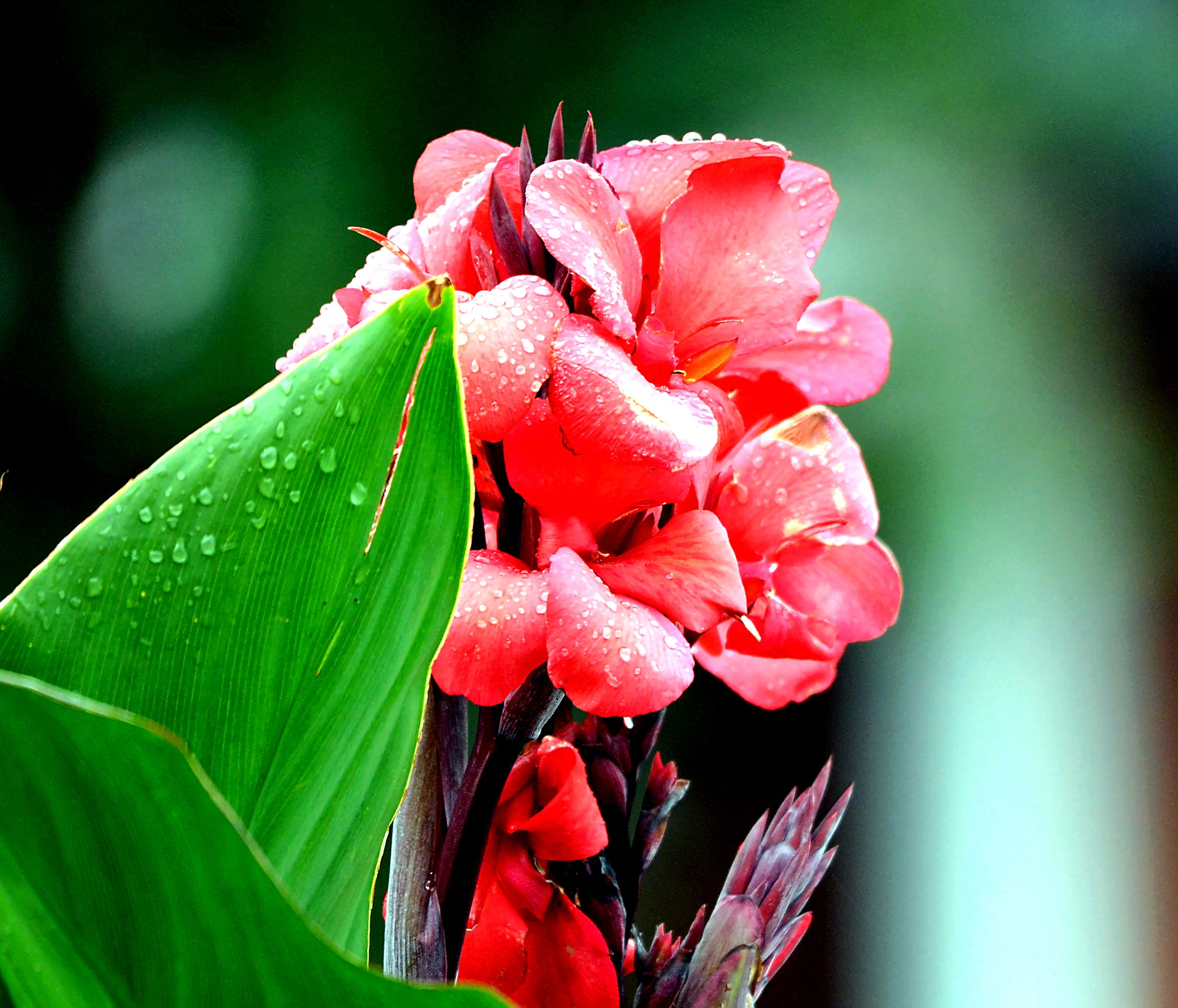 plant, petal, drop of water, no people, fragility, vulnerability, green, drop, 2K, green color, rain, growth, red flower, nature, close-up, freshness, HD Wallpaper