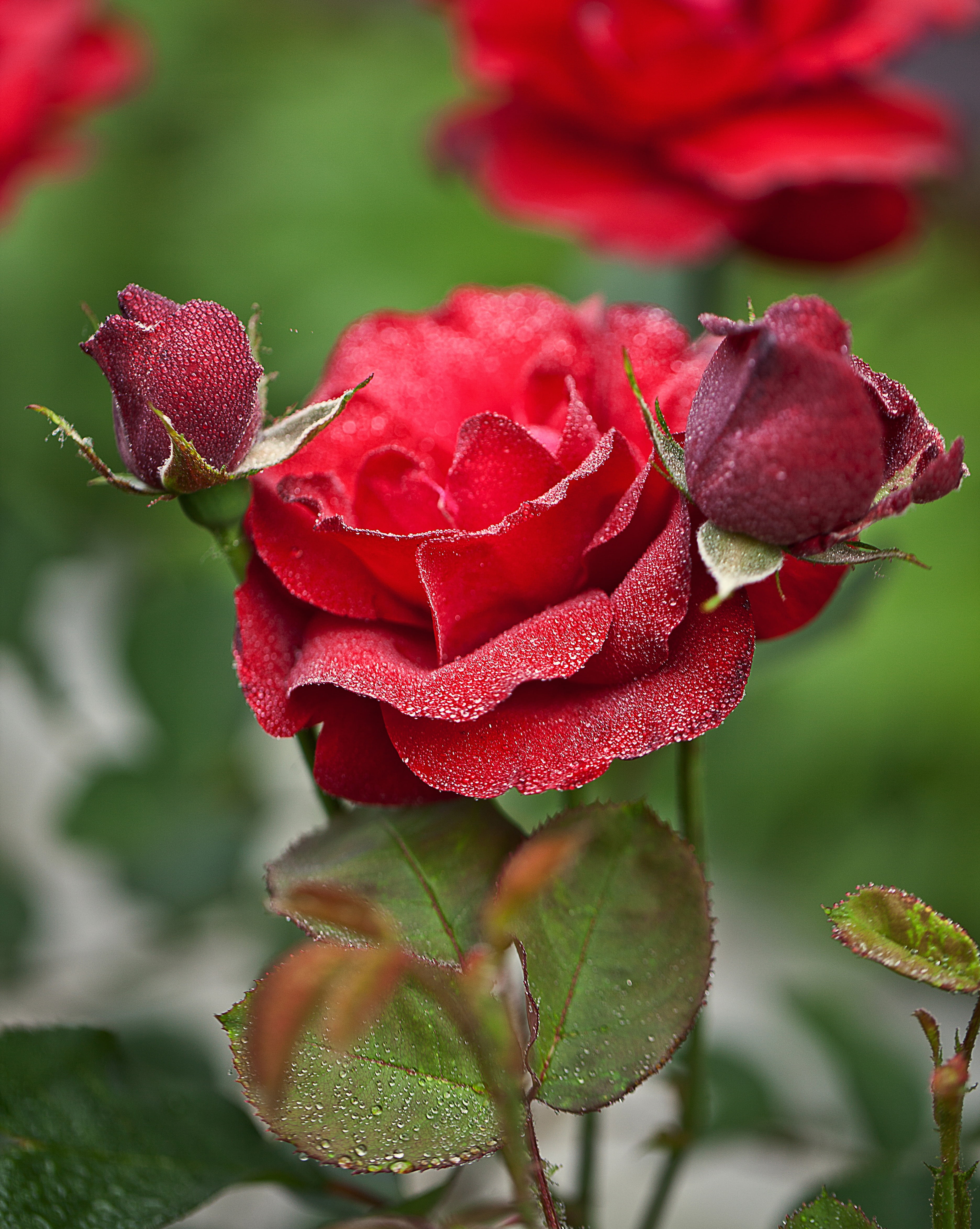 colorful, summer, the background, garden, wet rose, plant part, water, flora, 4K, foliage, rain, a garden plant, flower head, green, beauty in nature, Phone HD Wallpaper