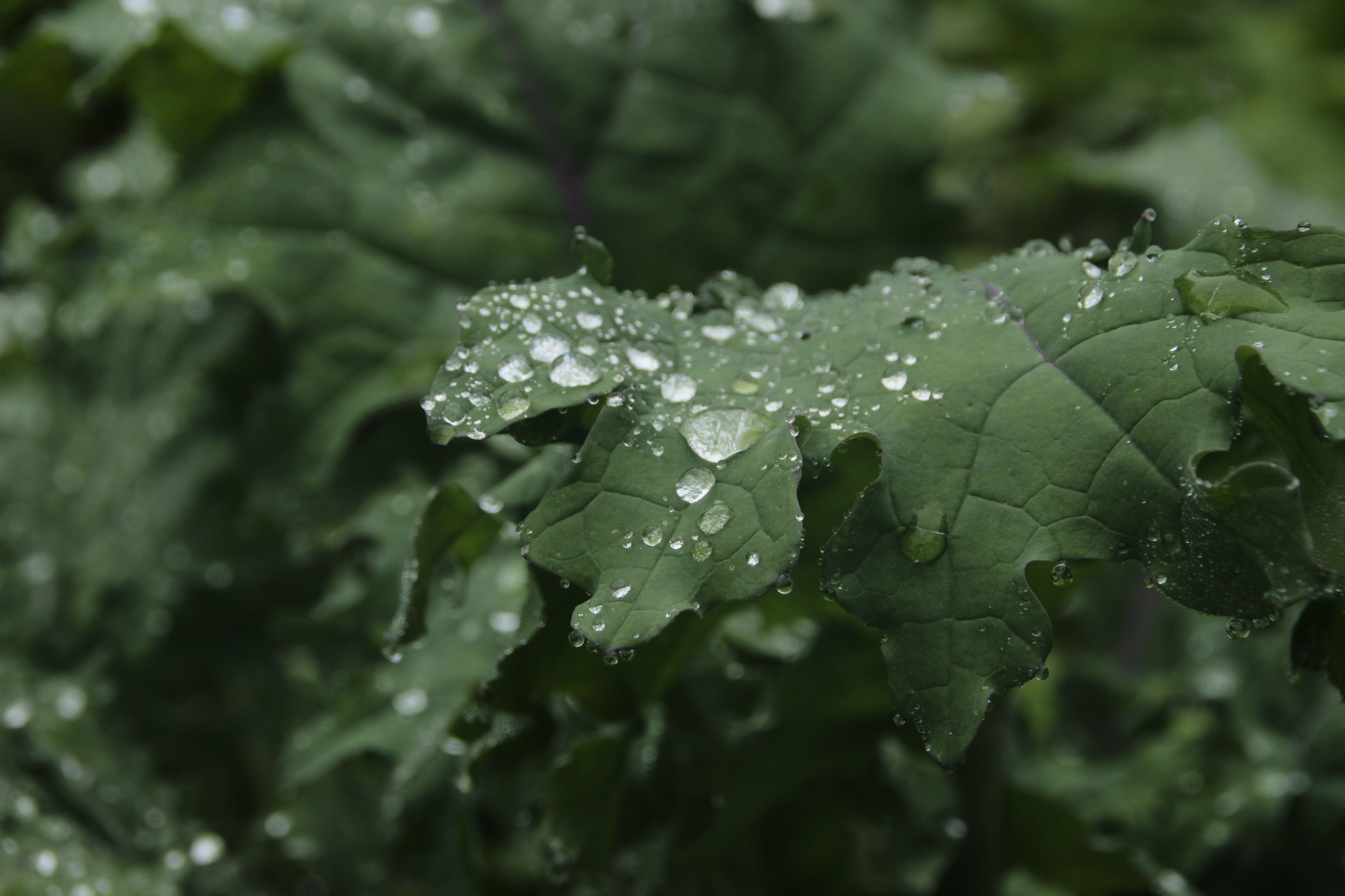 natural, summer, nature, dew, bright, leaf, 5K, environment, plant, garden, macro, color, blossom, purity, flower, fresh, close-up, foliage, plant part, HD Wallpaper