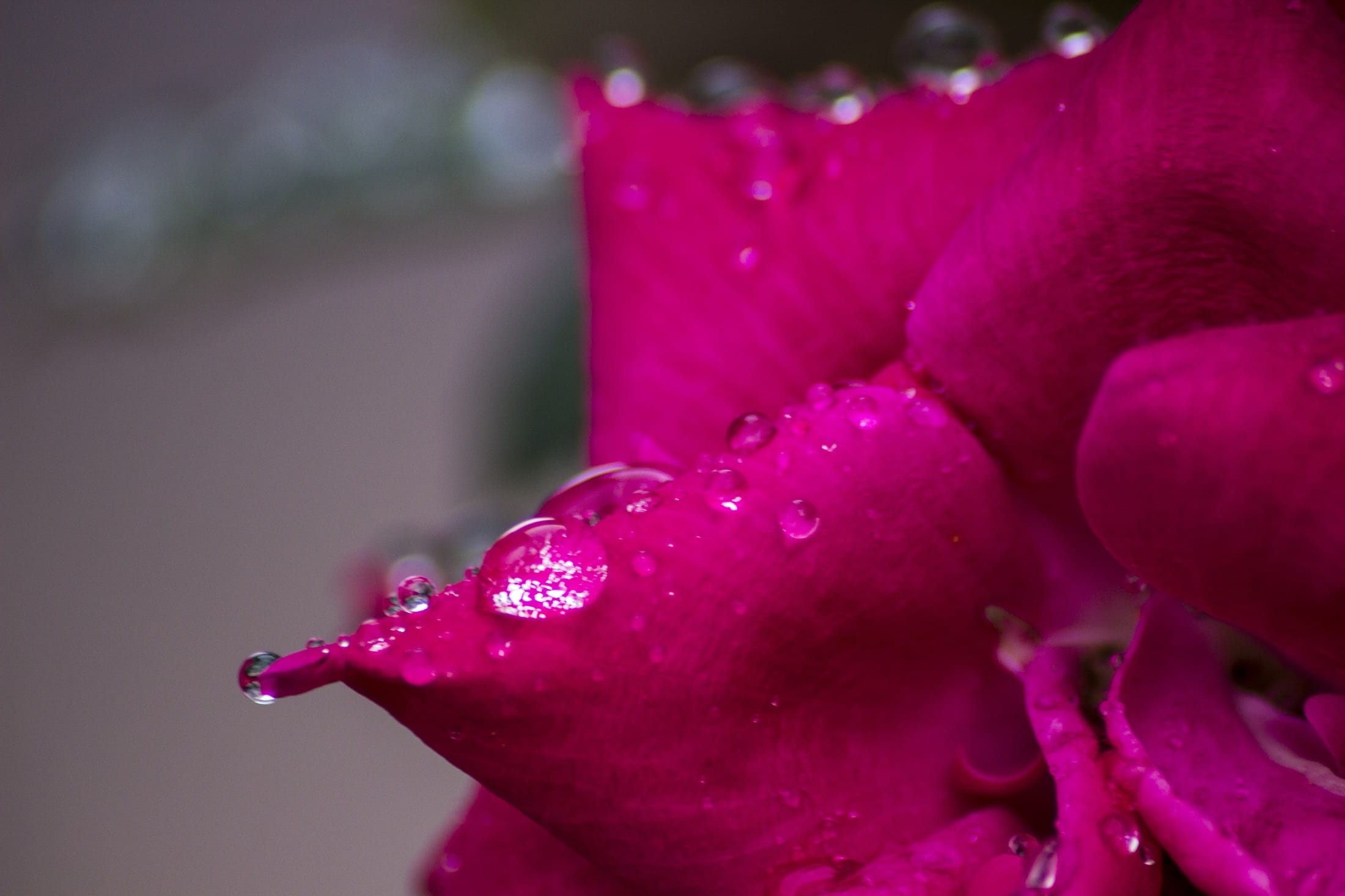 petals, freshness, food, drop, water, fresh, Plant, 1080P, pink Color, flower head, raindrop, nature, no people, single Flower, purple, Flower, growth, HD Wallpaper